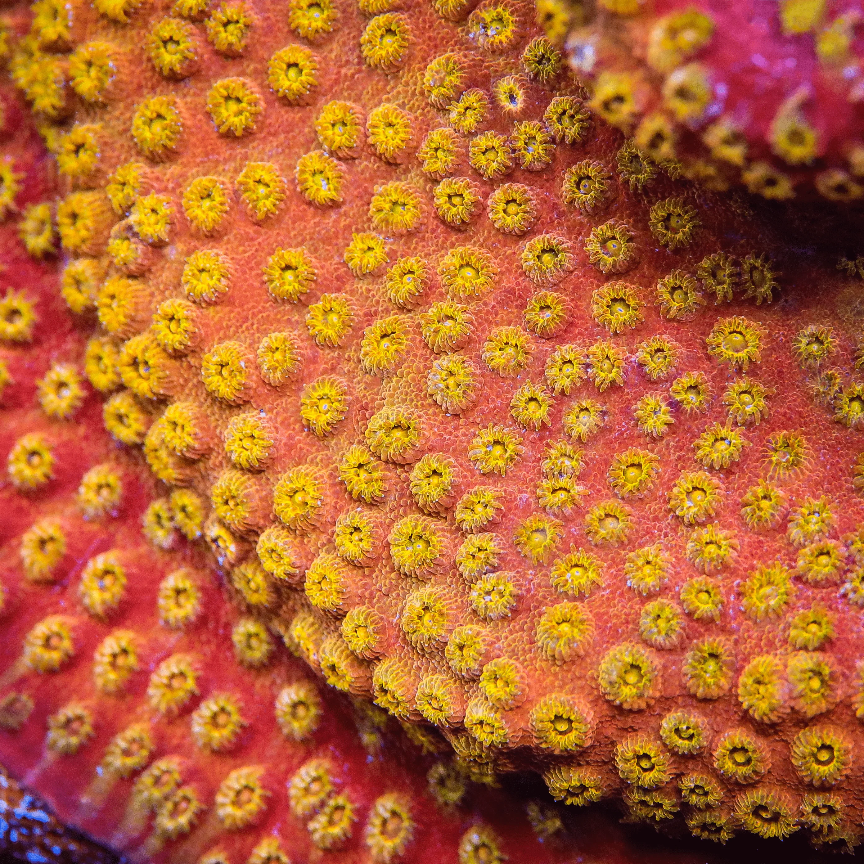 24k Gold Cyphastrea Coral - Image 5