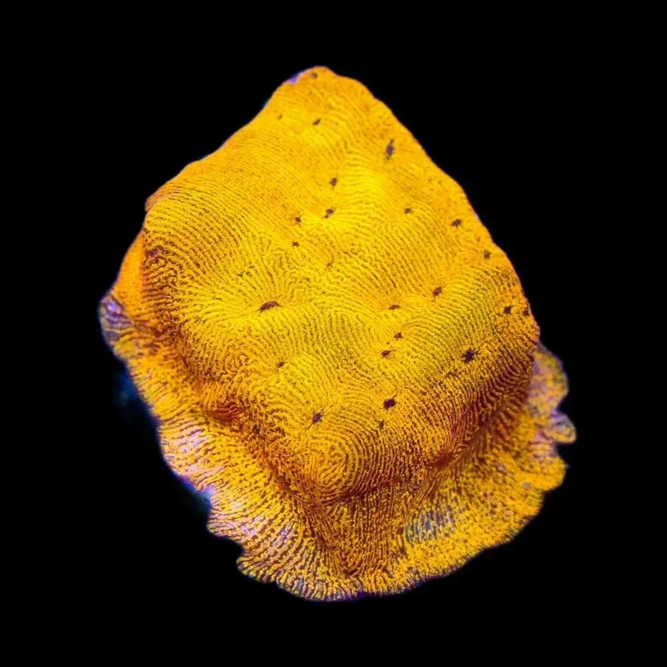 24k Gold Leptoseris Coral - Image 2