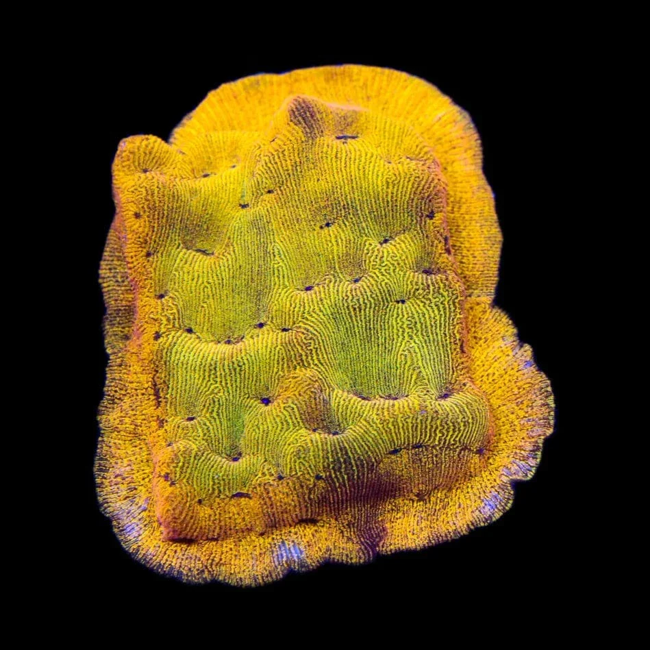 24k Gold Leptoseris Coral - Image 3