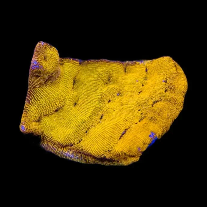 24k Gold Leptoseris Coral - Image 4