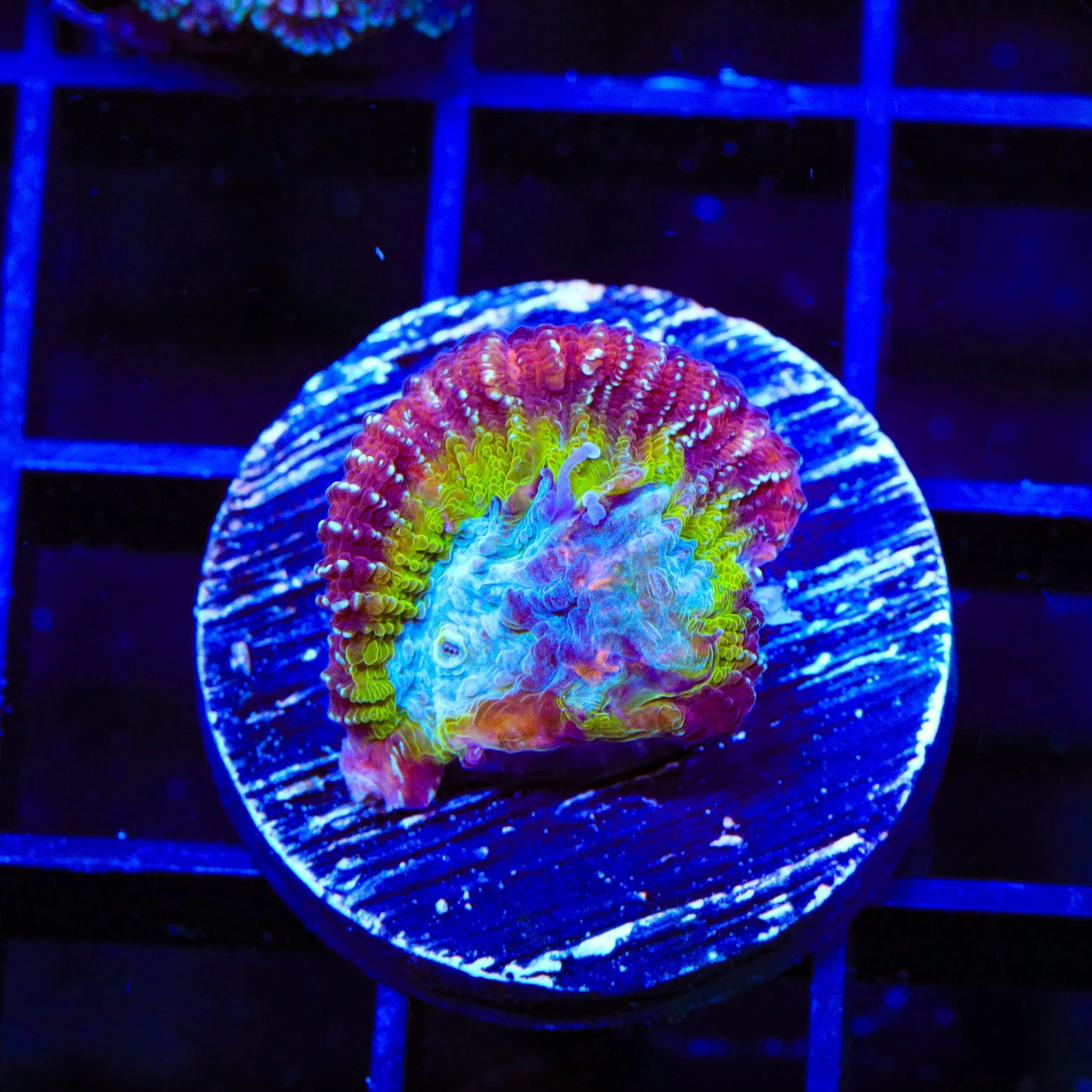 ACI Jinx Favia Coral - Image 3