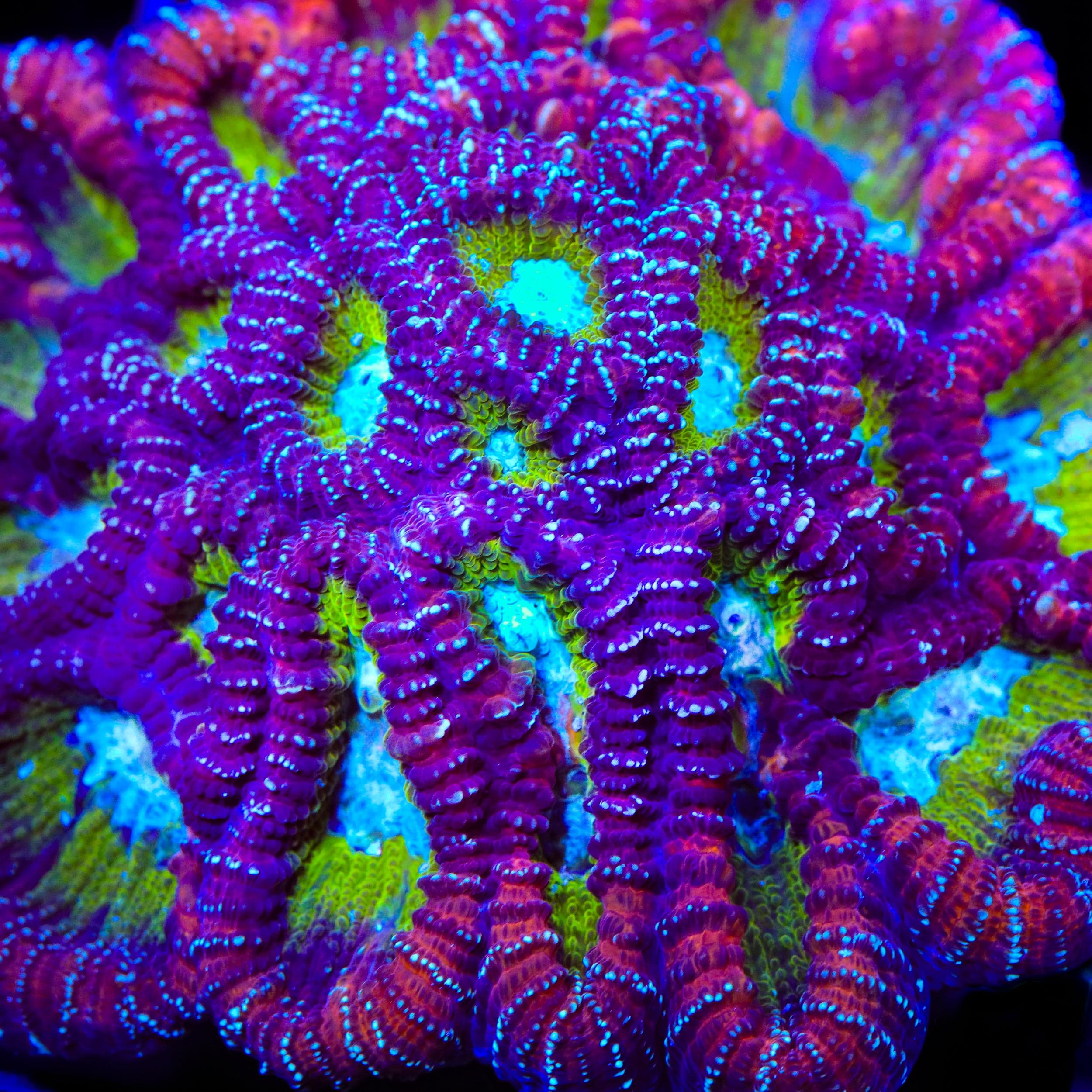 ACI Jinx Favia Coral - Image 4