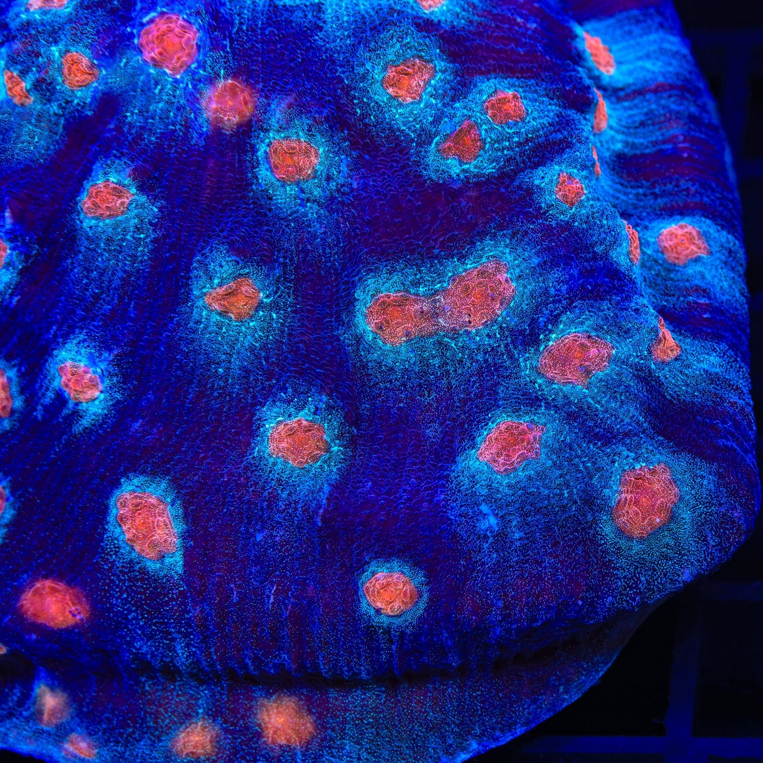 ACI Mike the Mycedium Chalice Colony Coral - Image 2