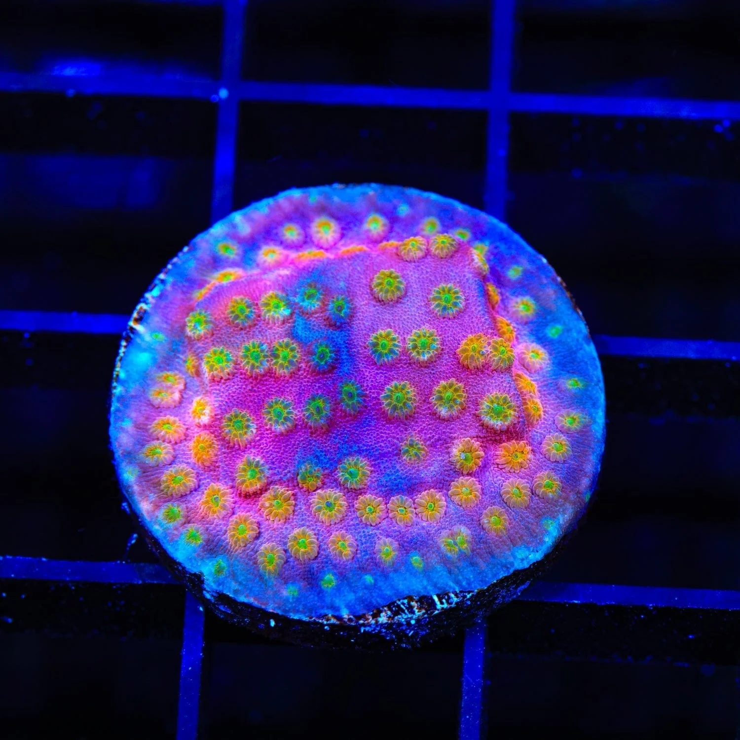 ACI Sunrise Cyphastrea Coral - Image 2