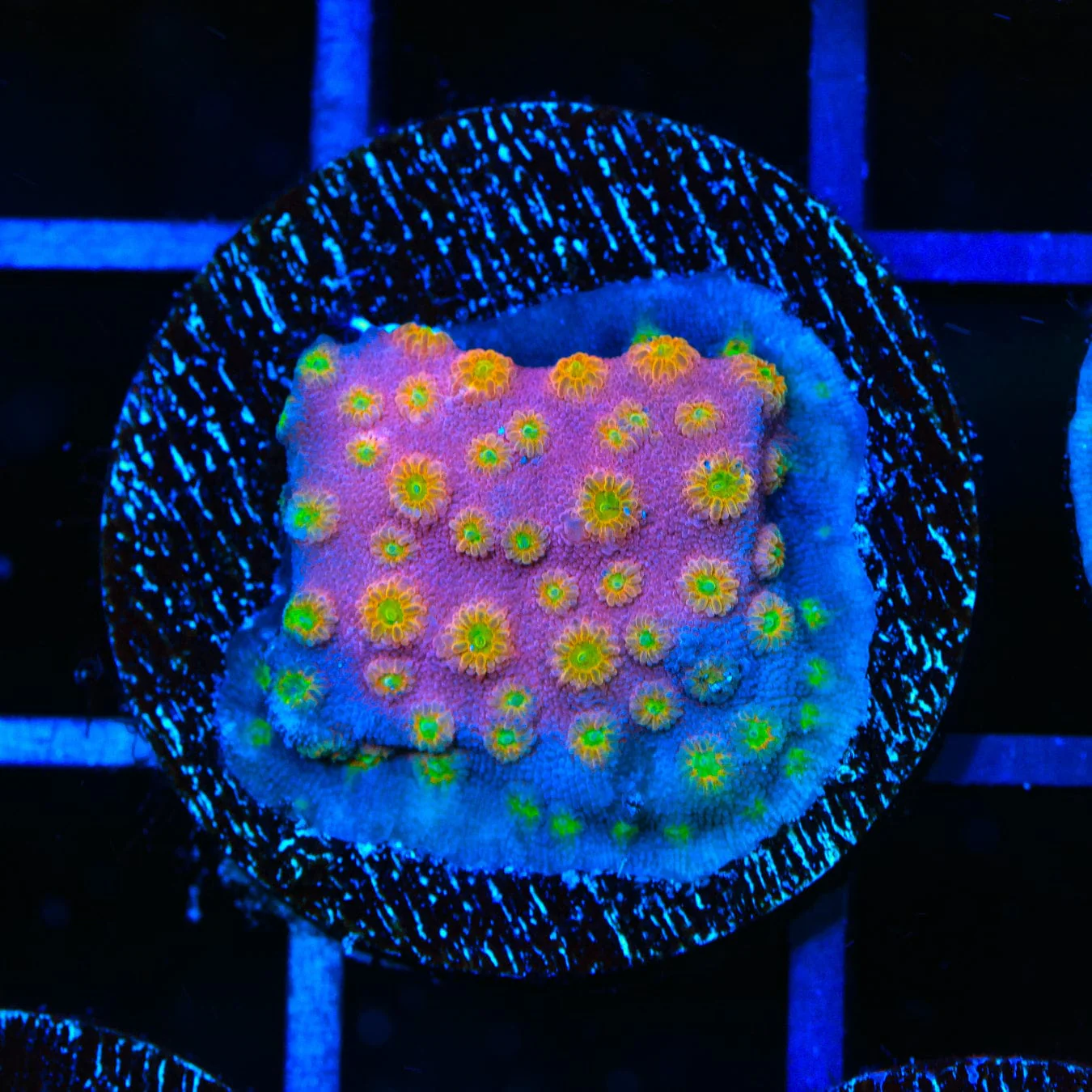 ACI Sunrise Cyphastrea Coral - Image 3
