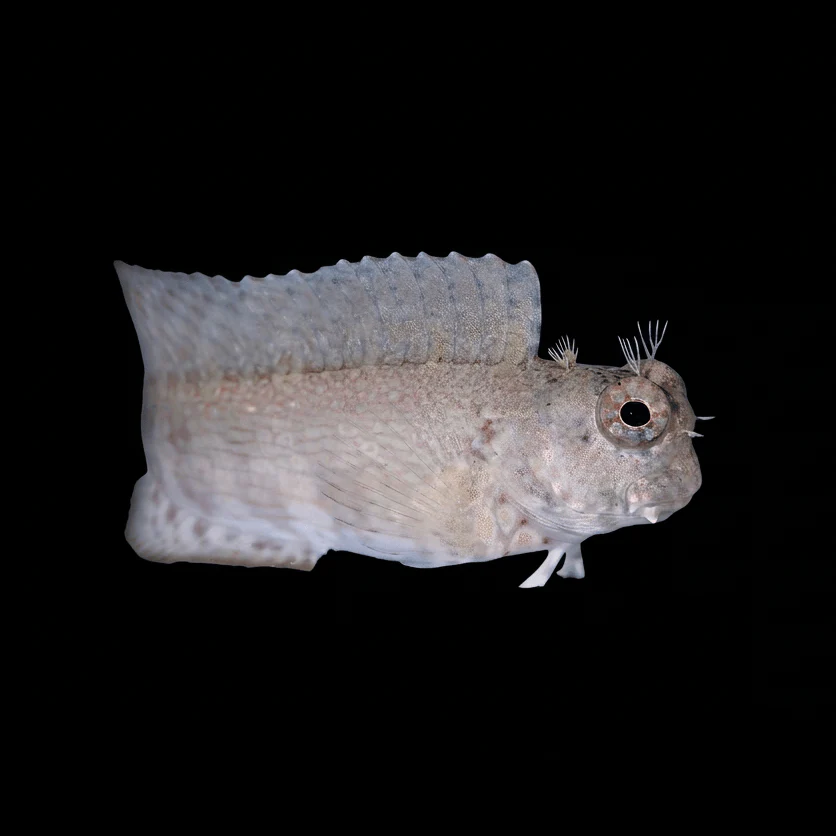 Algae Lawnmower Blenny - Salarias fasciatus - Image 2
