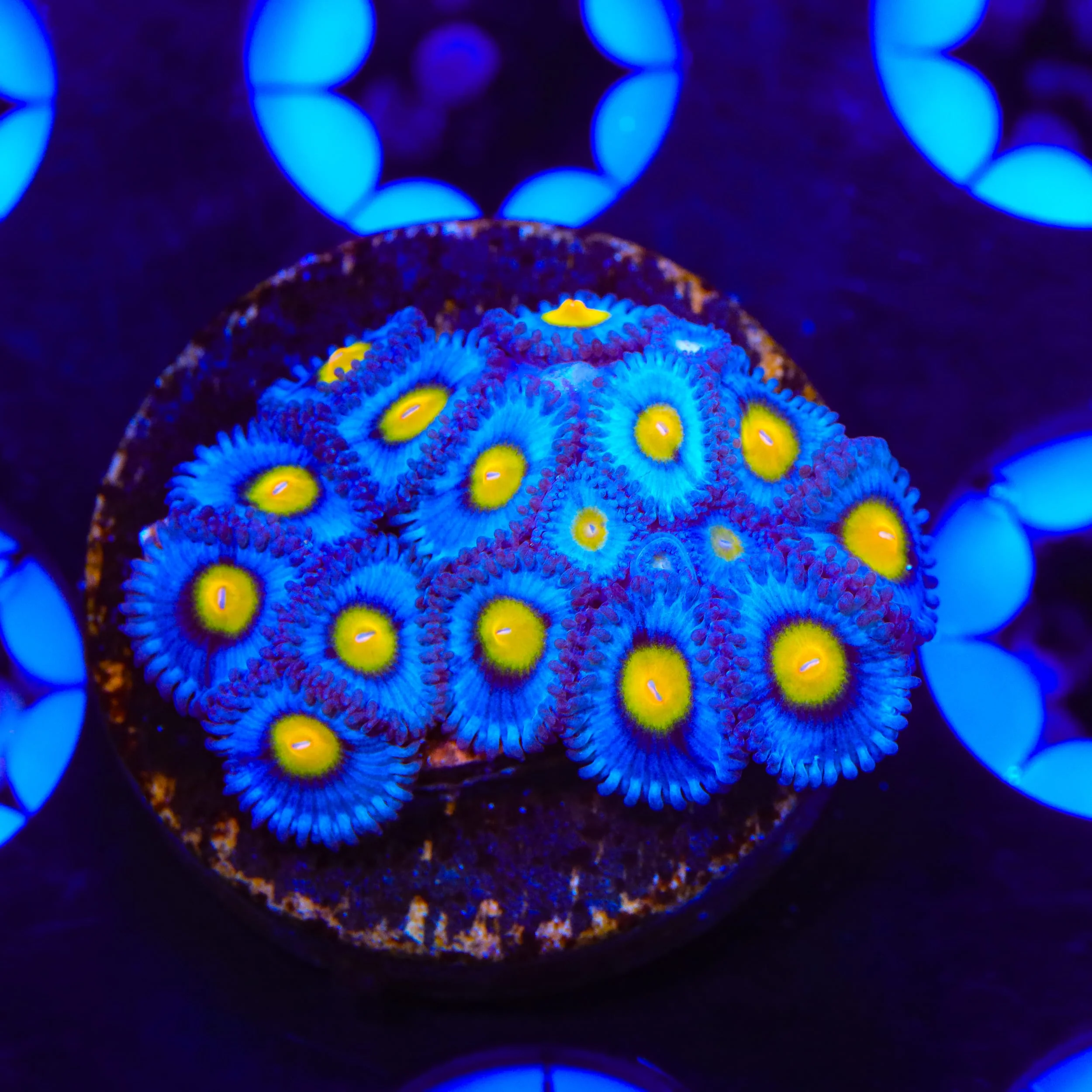AOI XL Frag Zoanthids Coral - Image 3