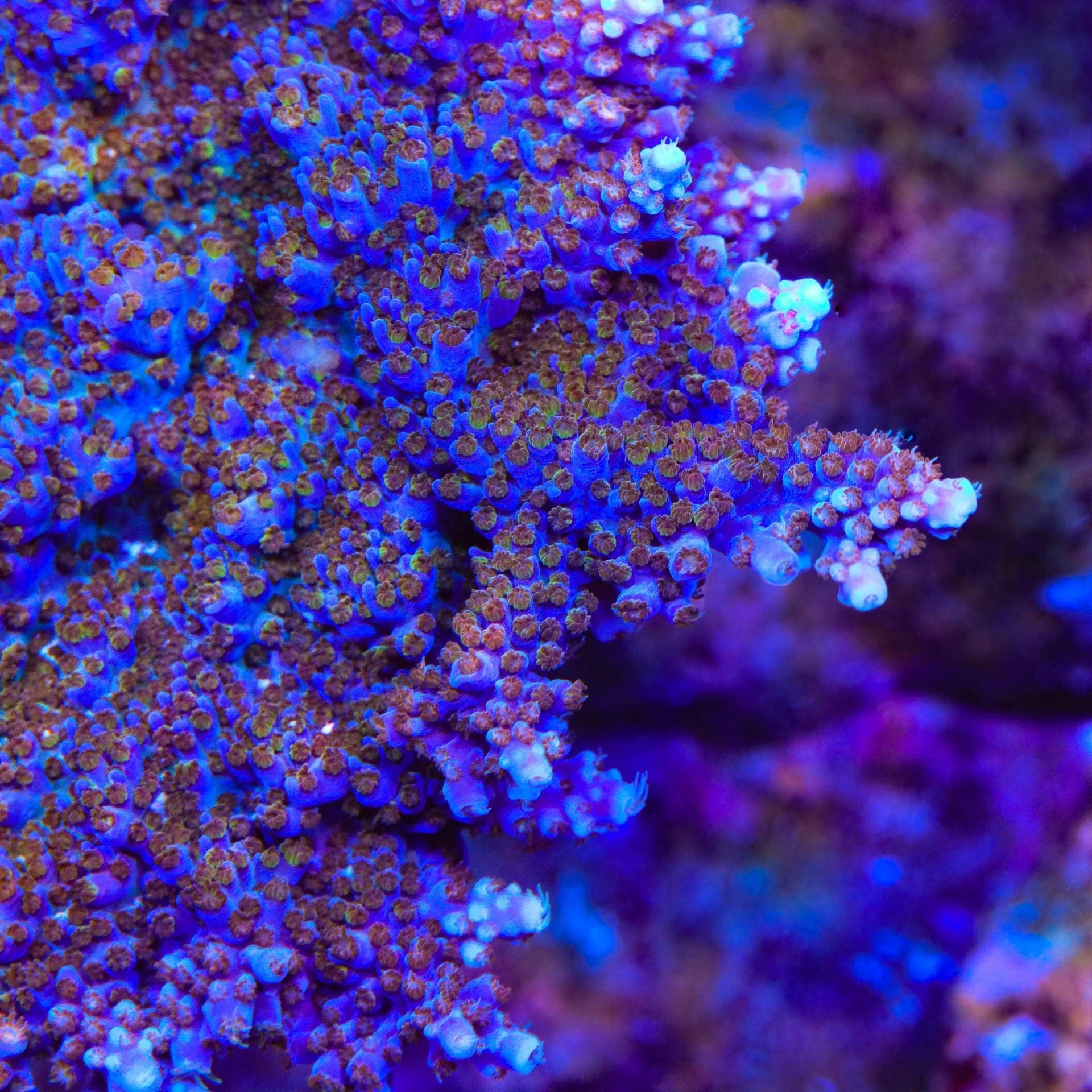 ARC Fireworks Acropora Coral - Image 2