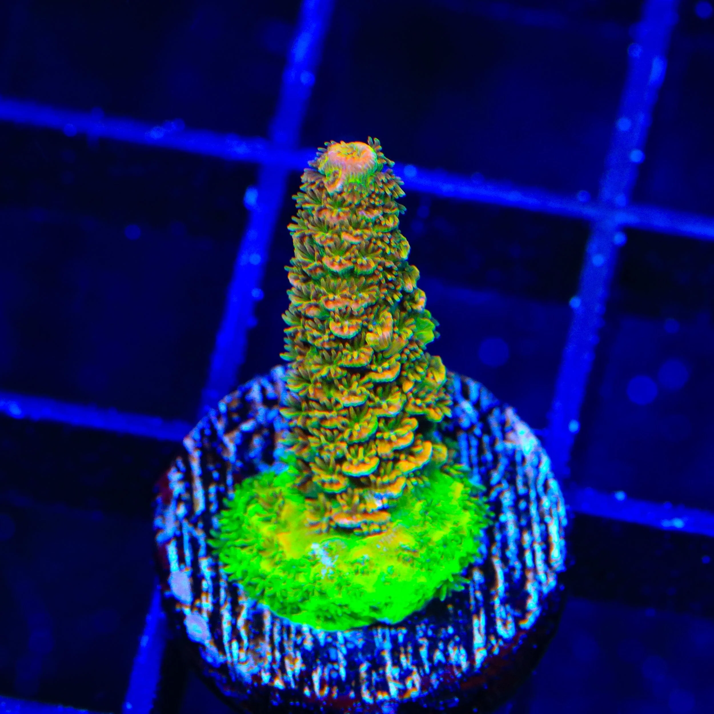 ASD Rainbow Millepora Acropora Coral - Image 2