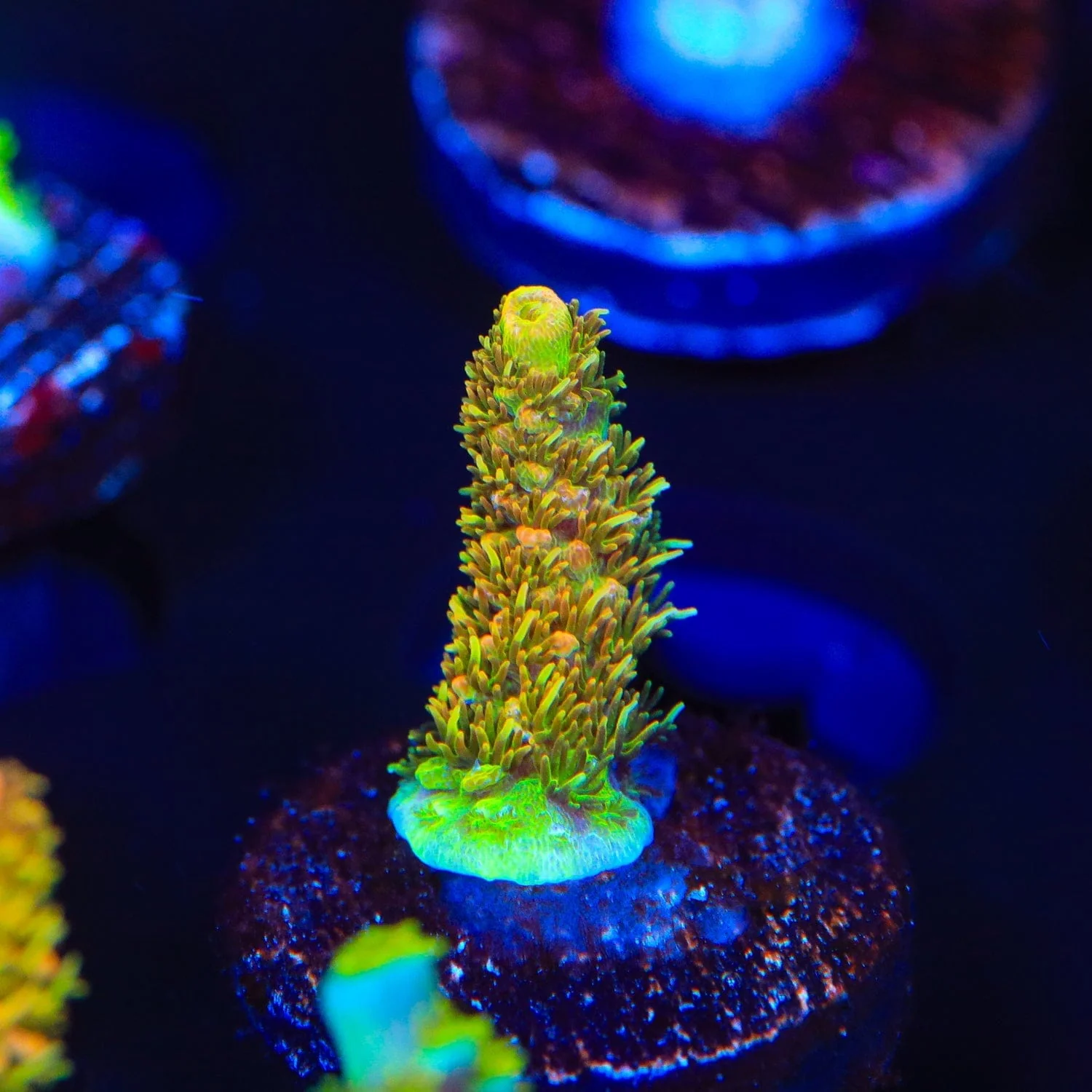 ASD Rainbow Millepora Acropora Coral - Image 3