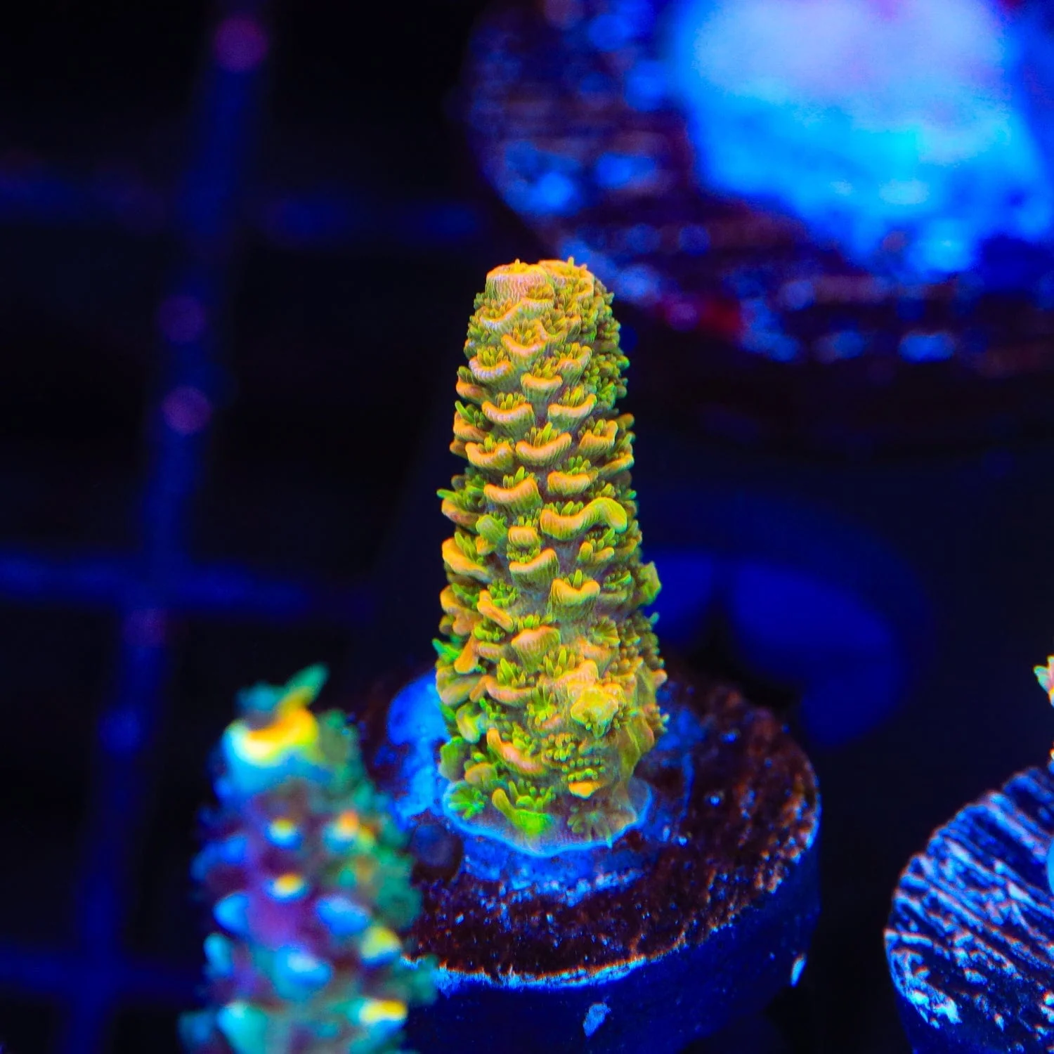 ASD Rainbow Millepora Acropora Coral - Image 4