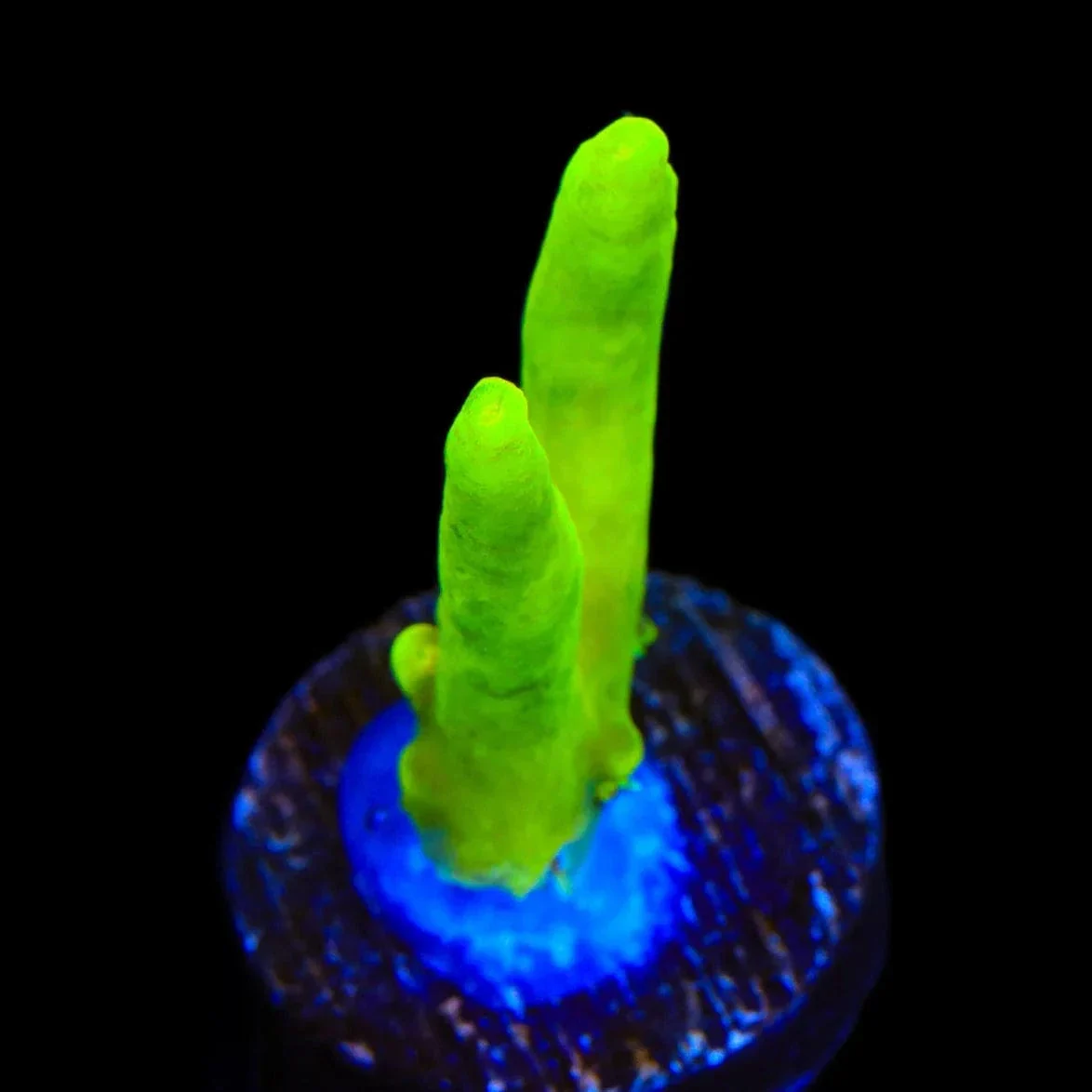 Banana Lokani Acropora Coral - Image 2