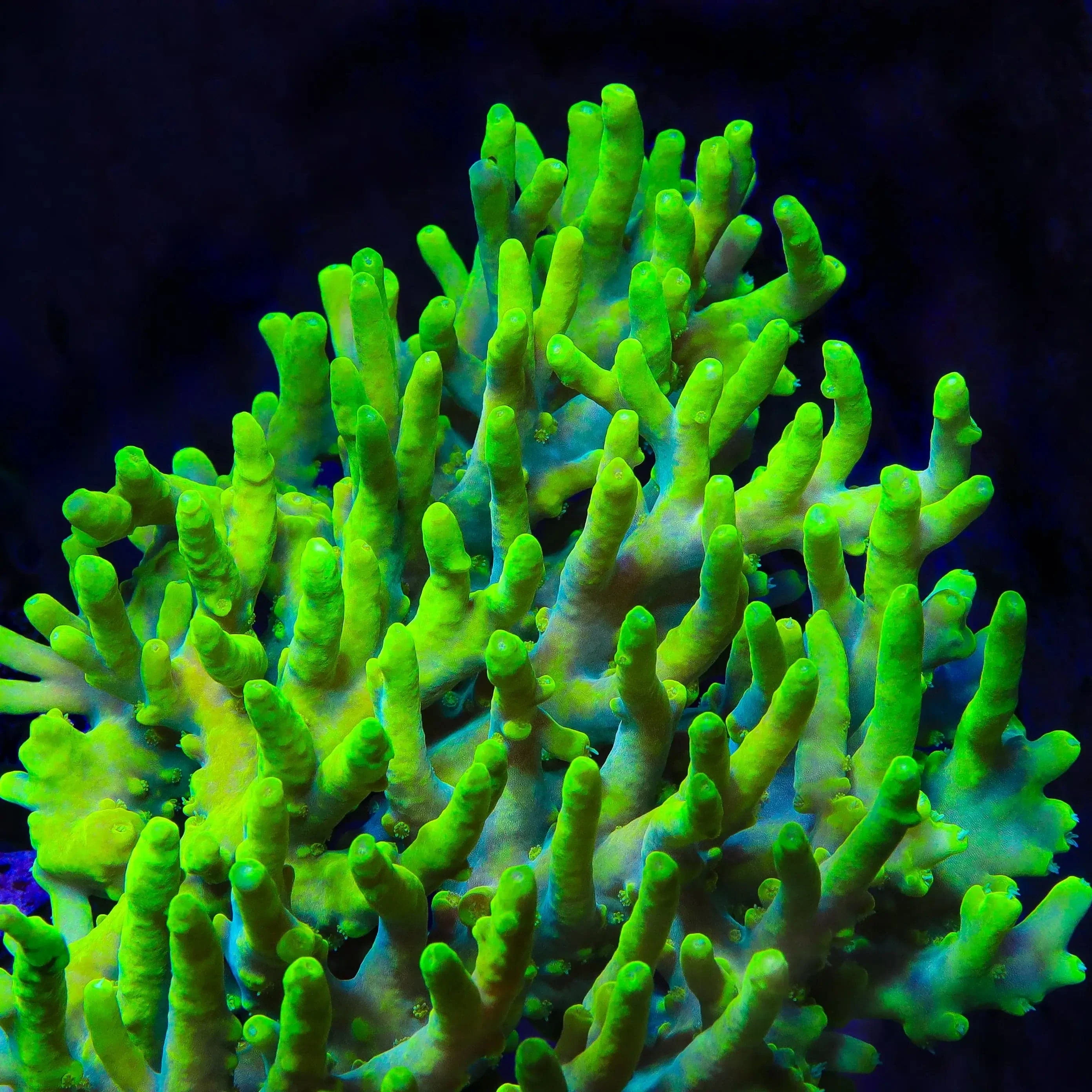 Banana Lokani Acropora Coral - Image 3