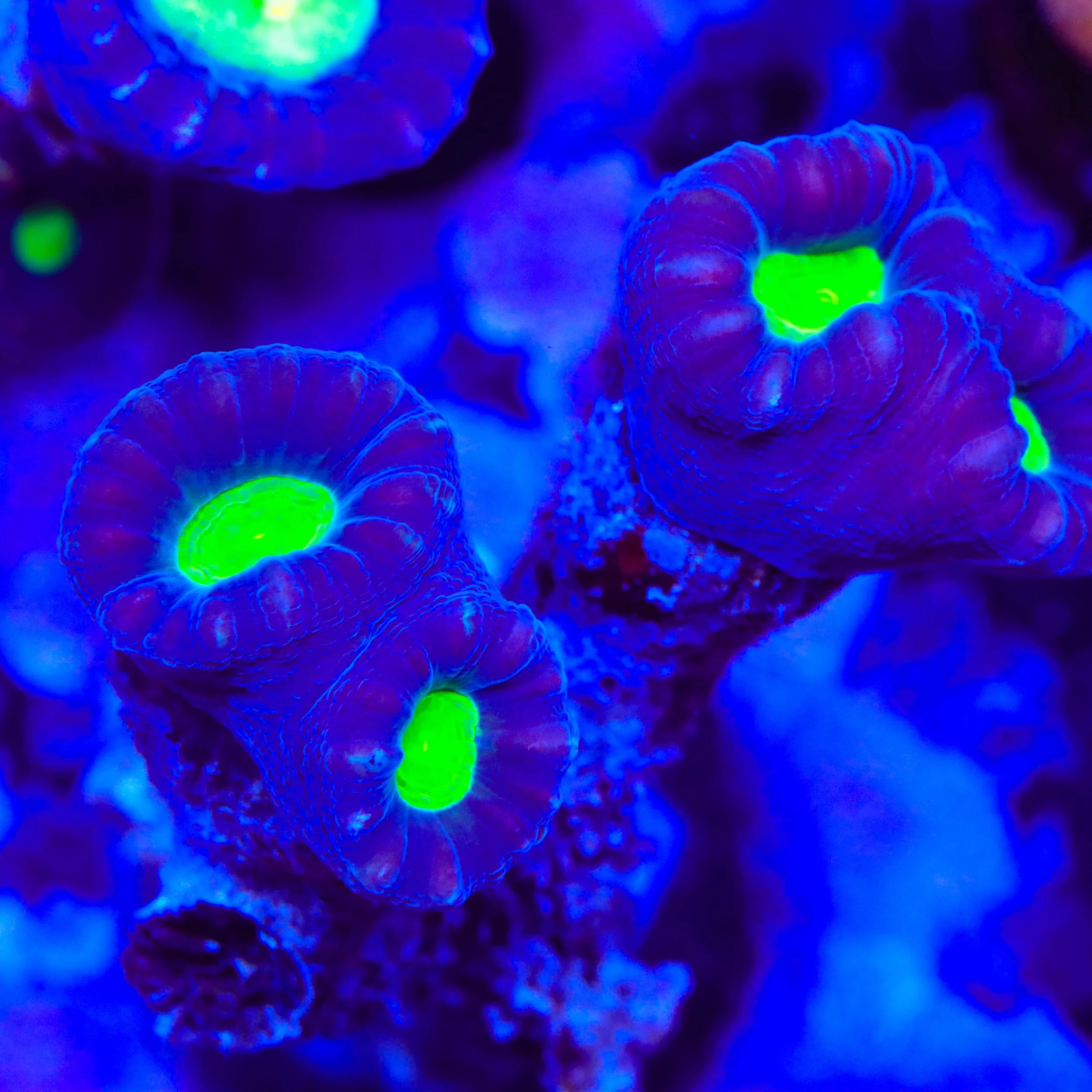 TSA Cursed Candy Cane Coral