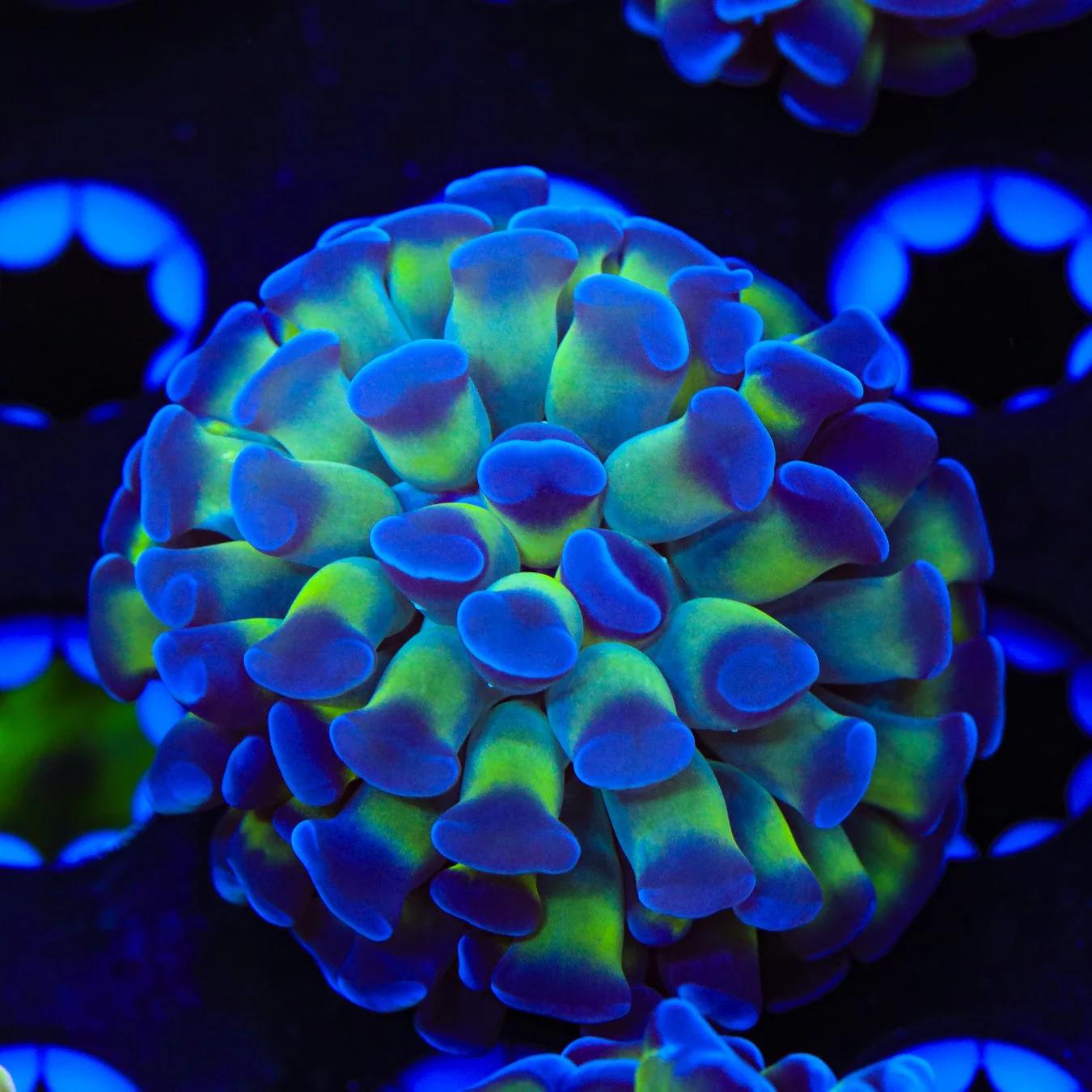 Bicolor Hammer Coral - Image 3