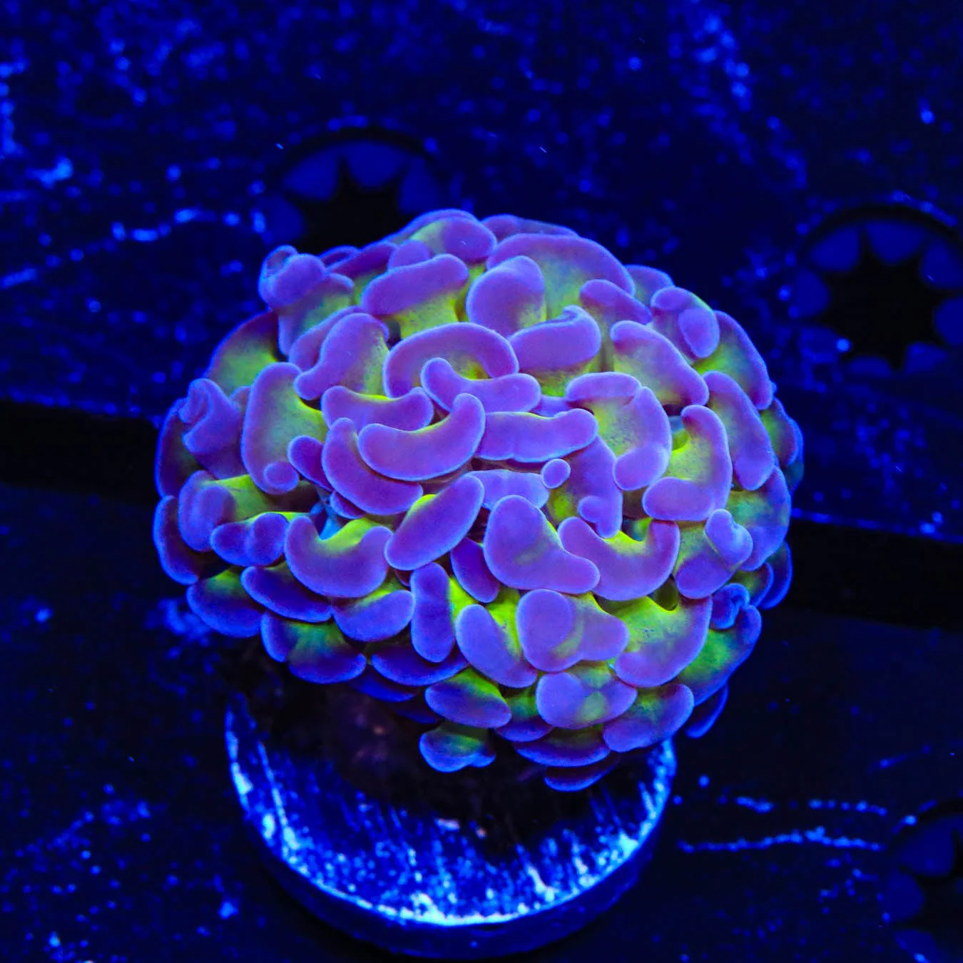 Bicolor Hammer Coral - Image 4