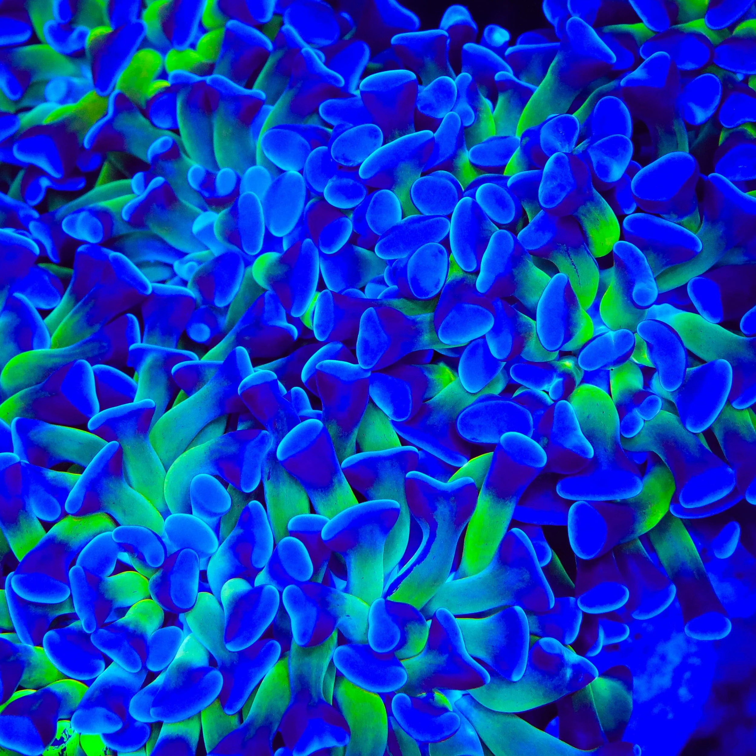 Bicolor Hammer Coral - Image 5
