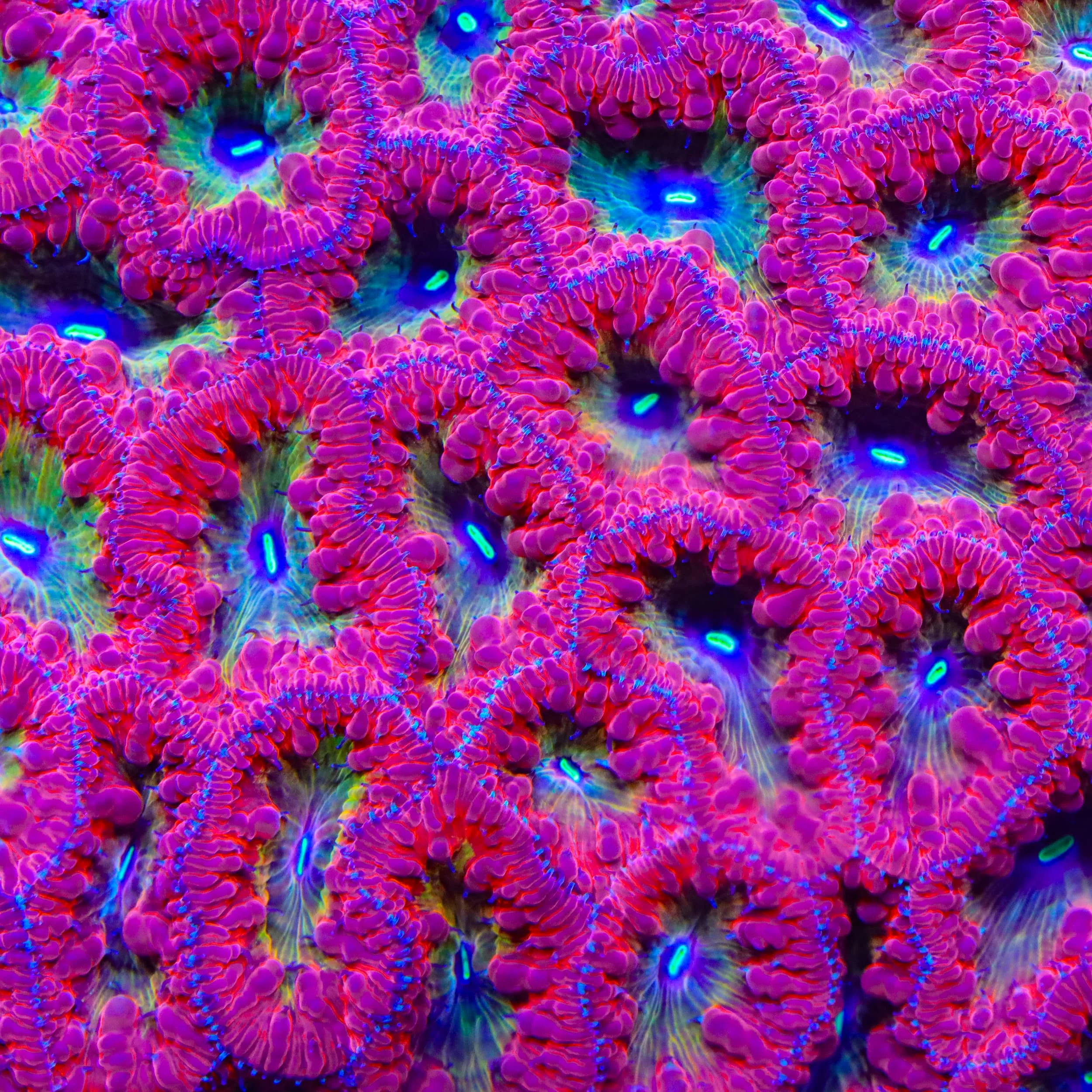 TSA Pysch Ward Blastomussa Coral