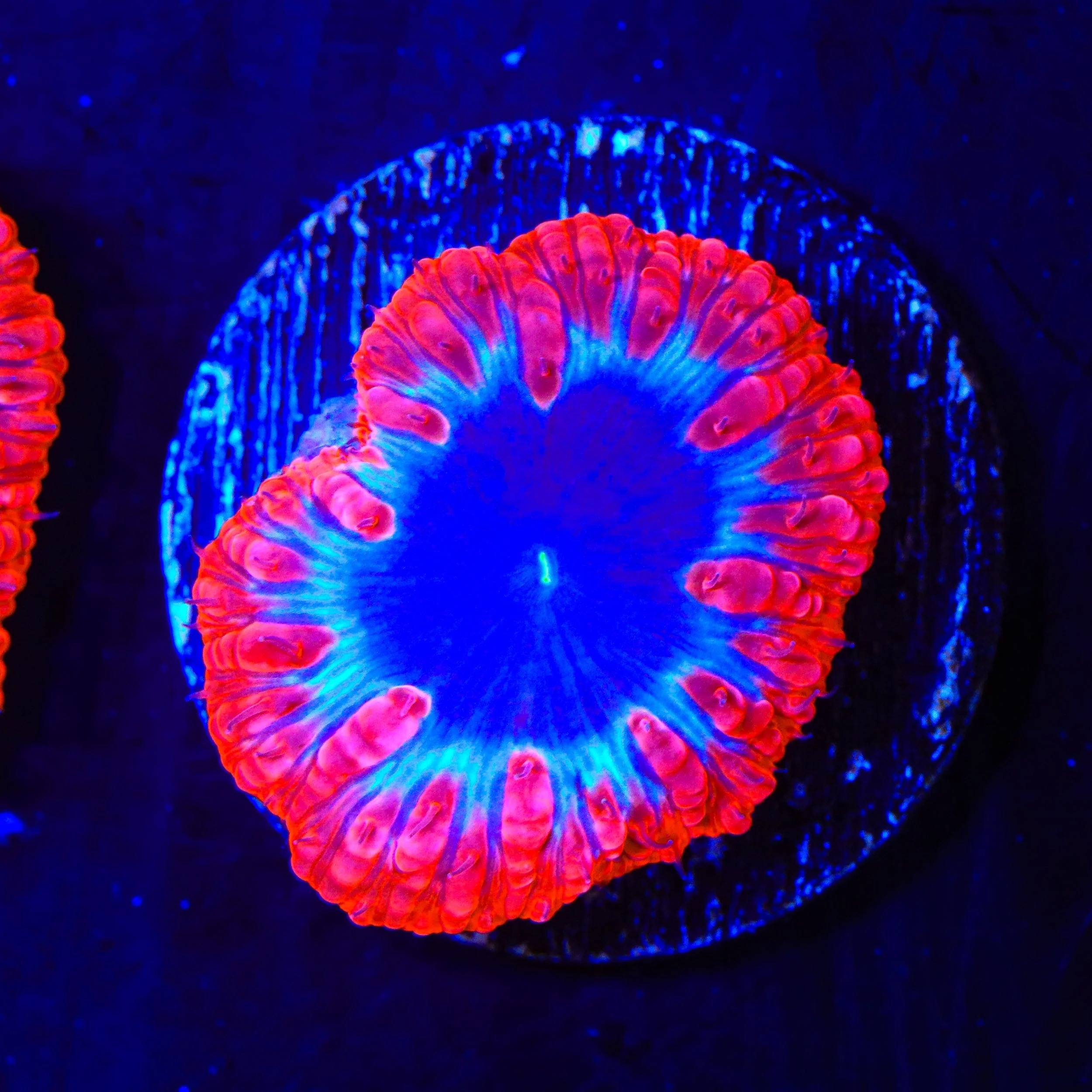TSA Black Hole Blastomussa - Image 2
