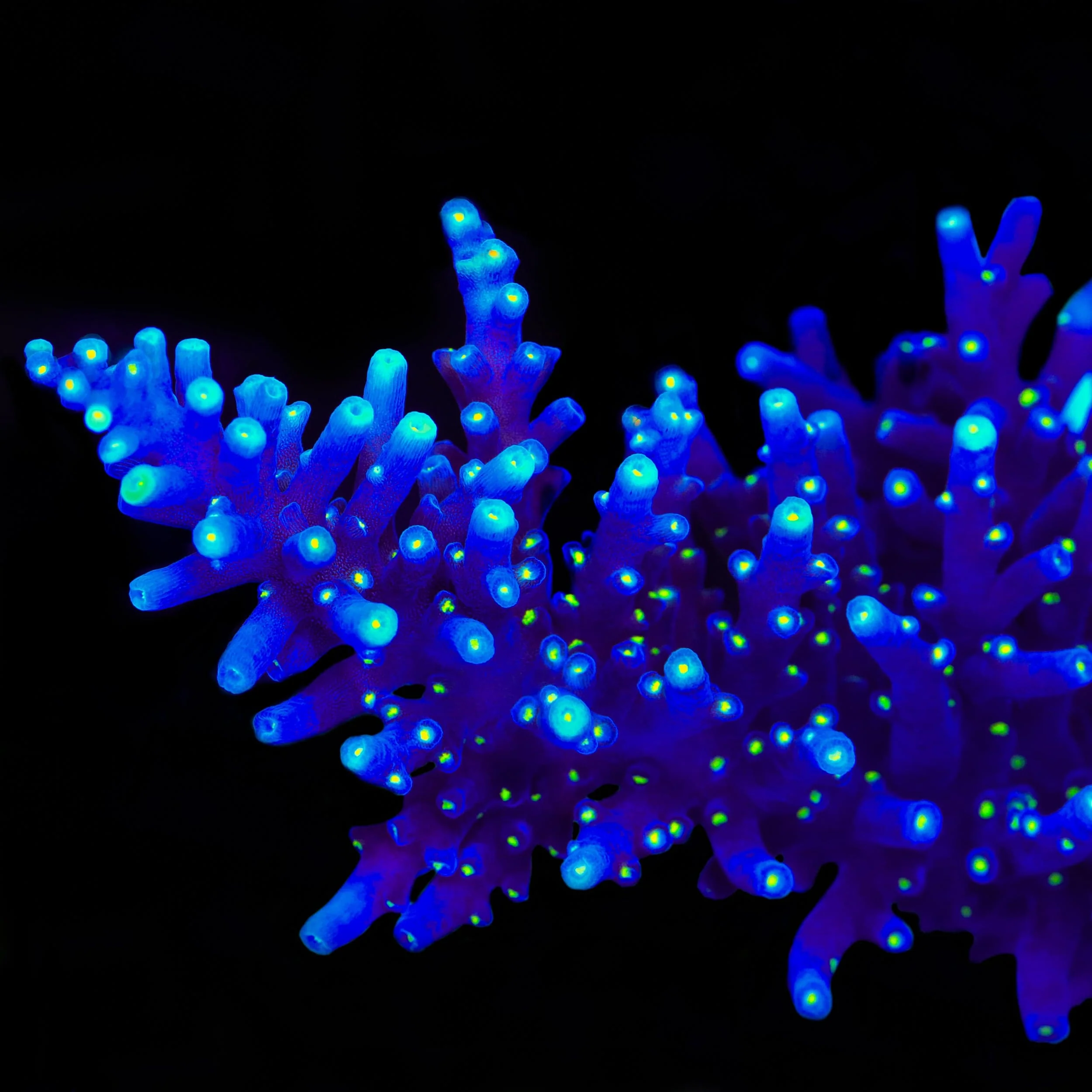 Black Sabbath Dragon Acropora Coral - Image 2