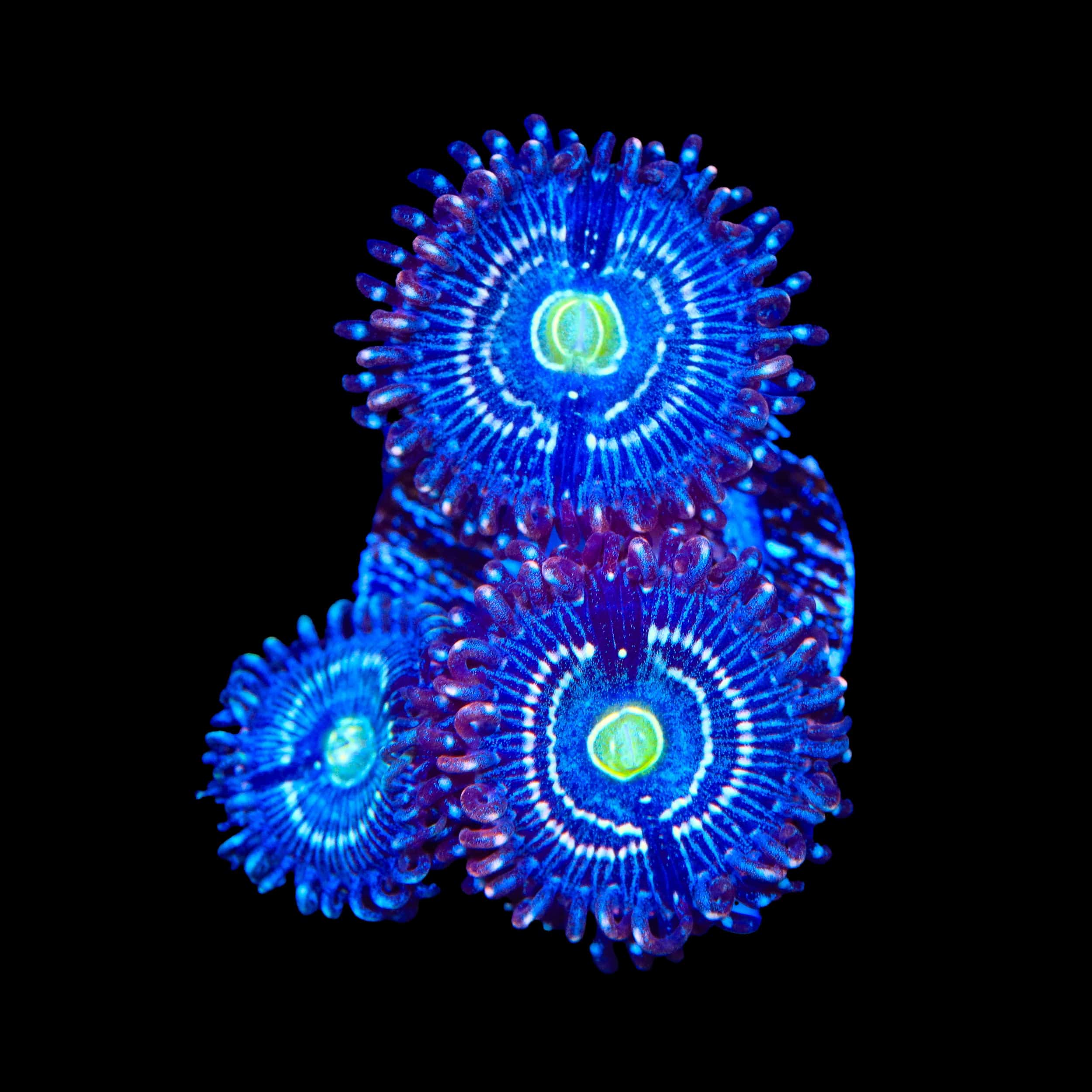 Blue Lagoon Zoanthids Coral - Image 2