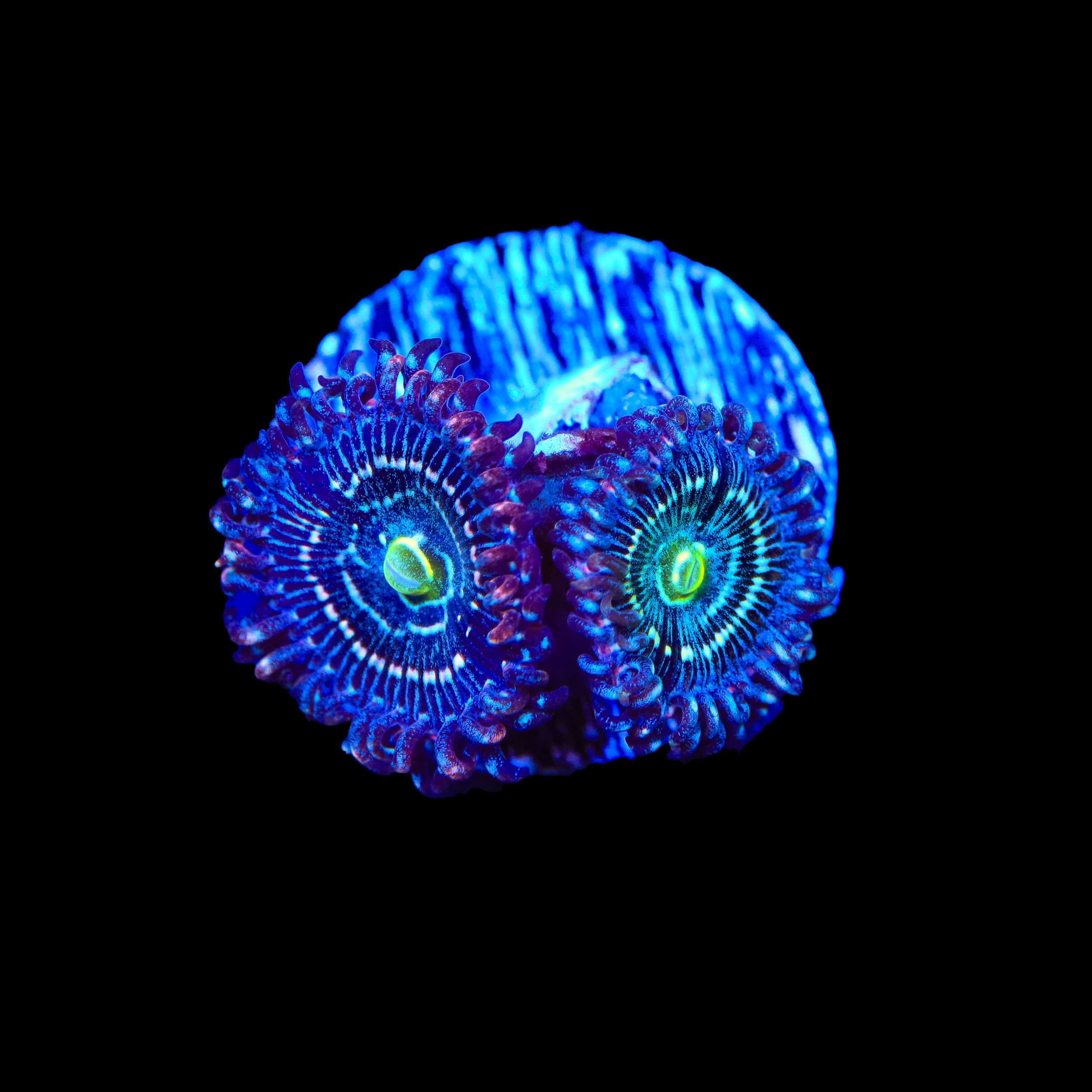 Blue Lagoon Zoanthids Coral - Image 3