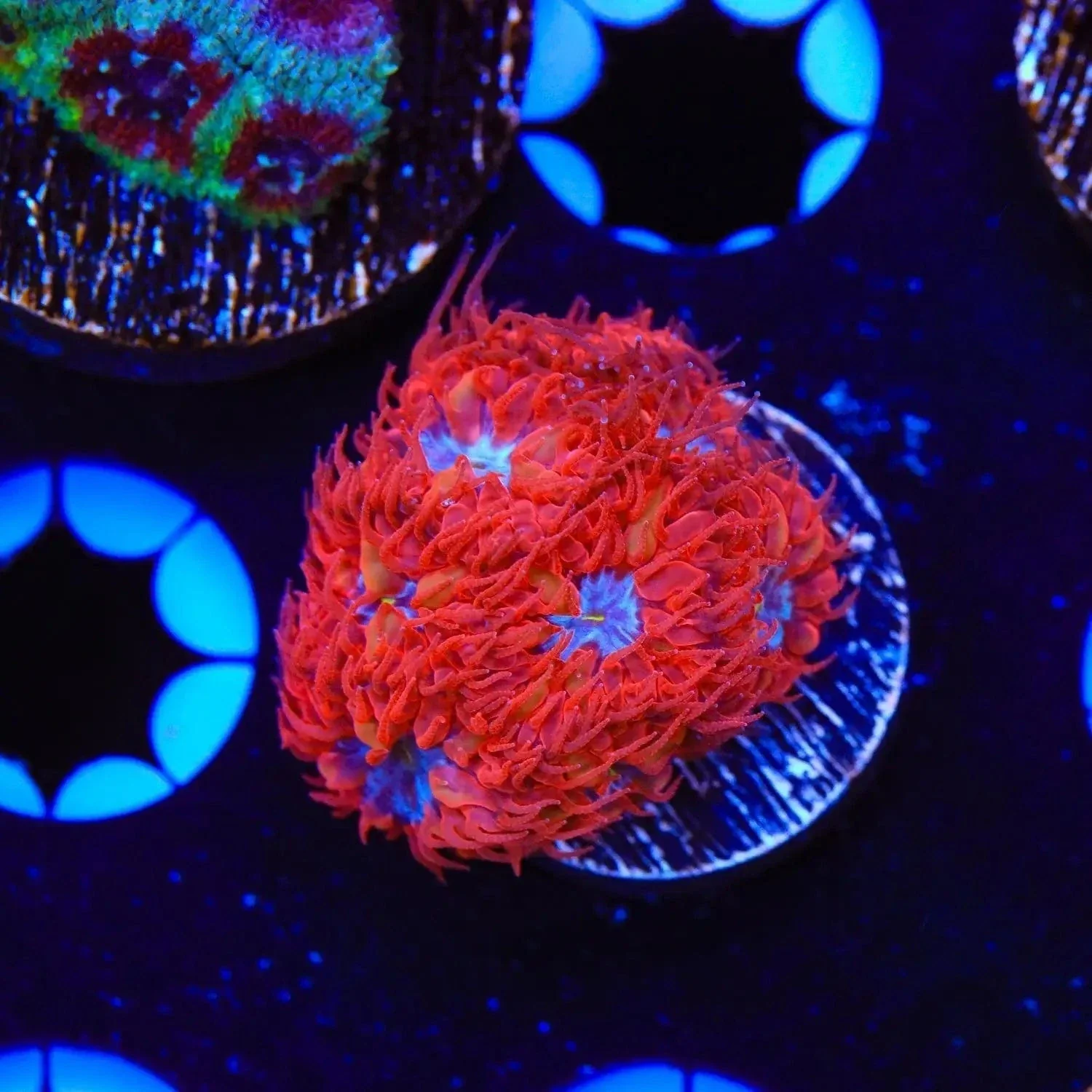 Blue Raven Merletti Blastomussa Coral - Image 3