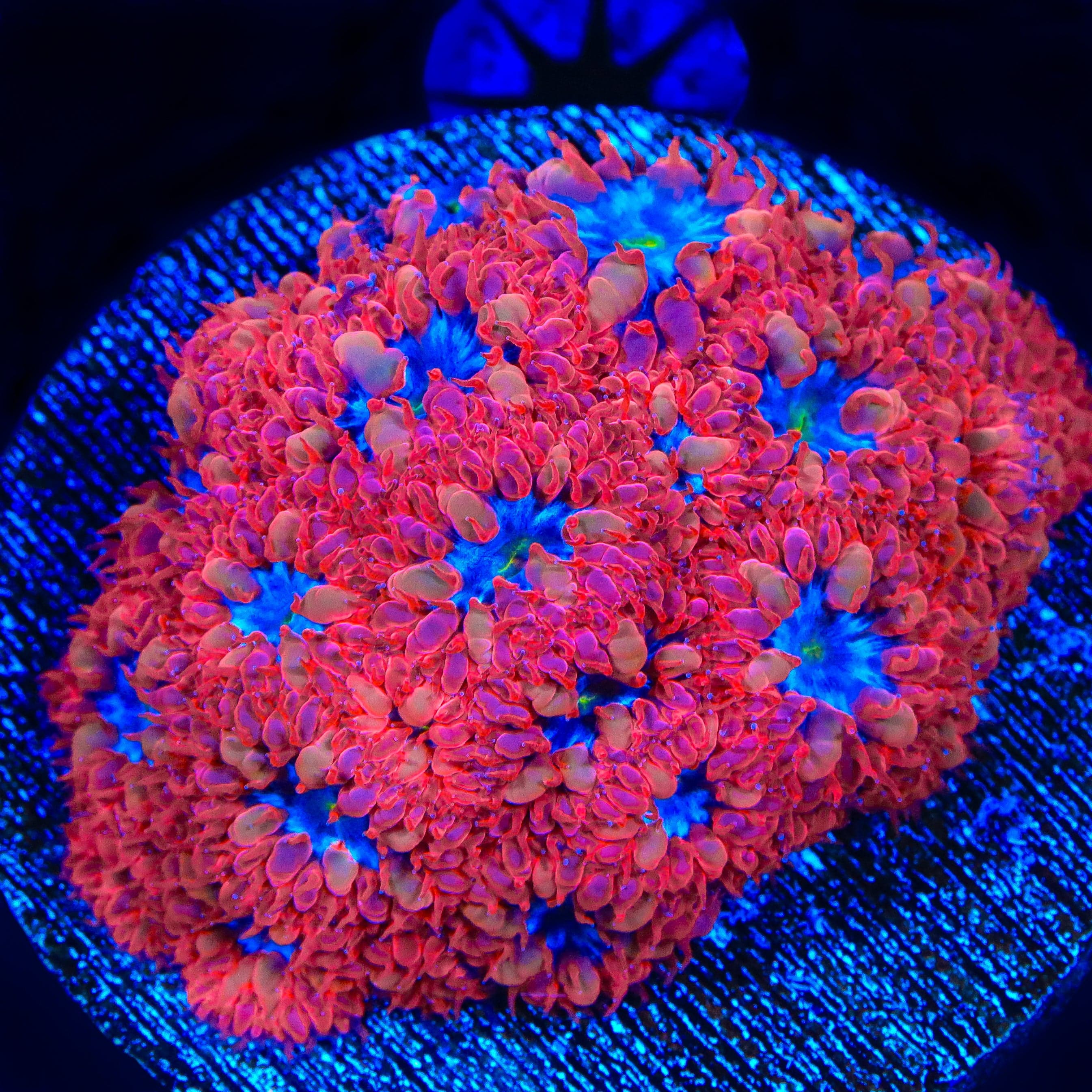 Blue Raven Merletti Blastomussa Coral - Image 4