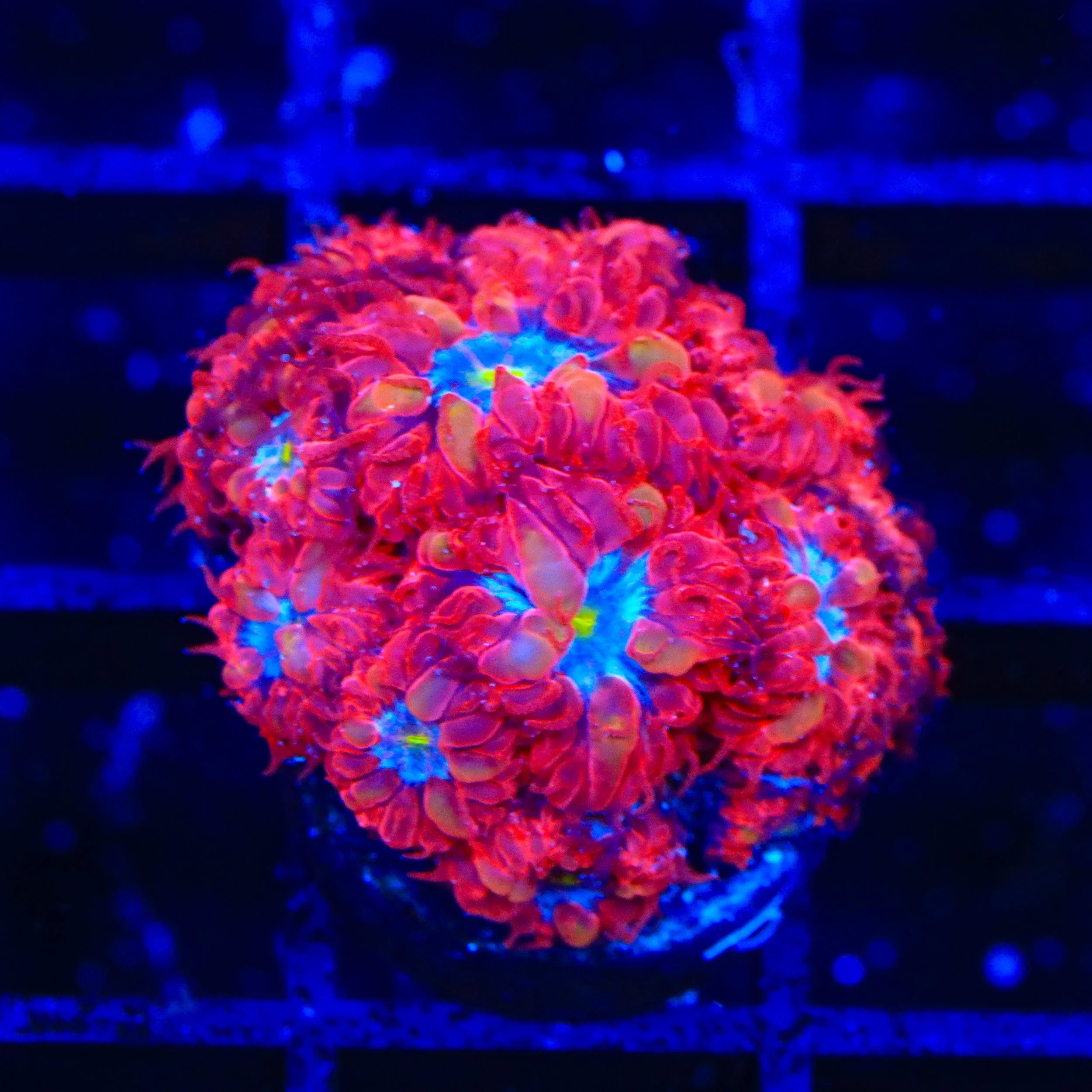Blue Raven Merletti Blastomussa XL Frag Coral - Image 2