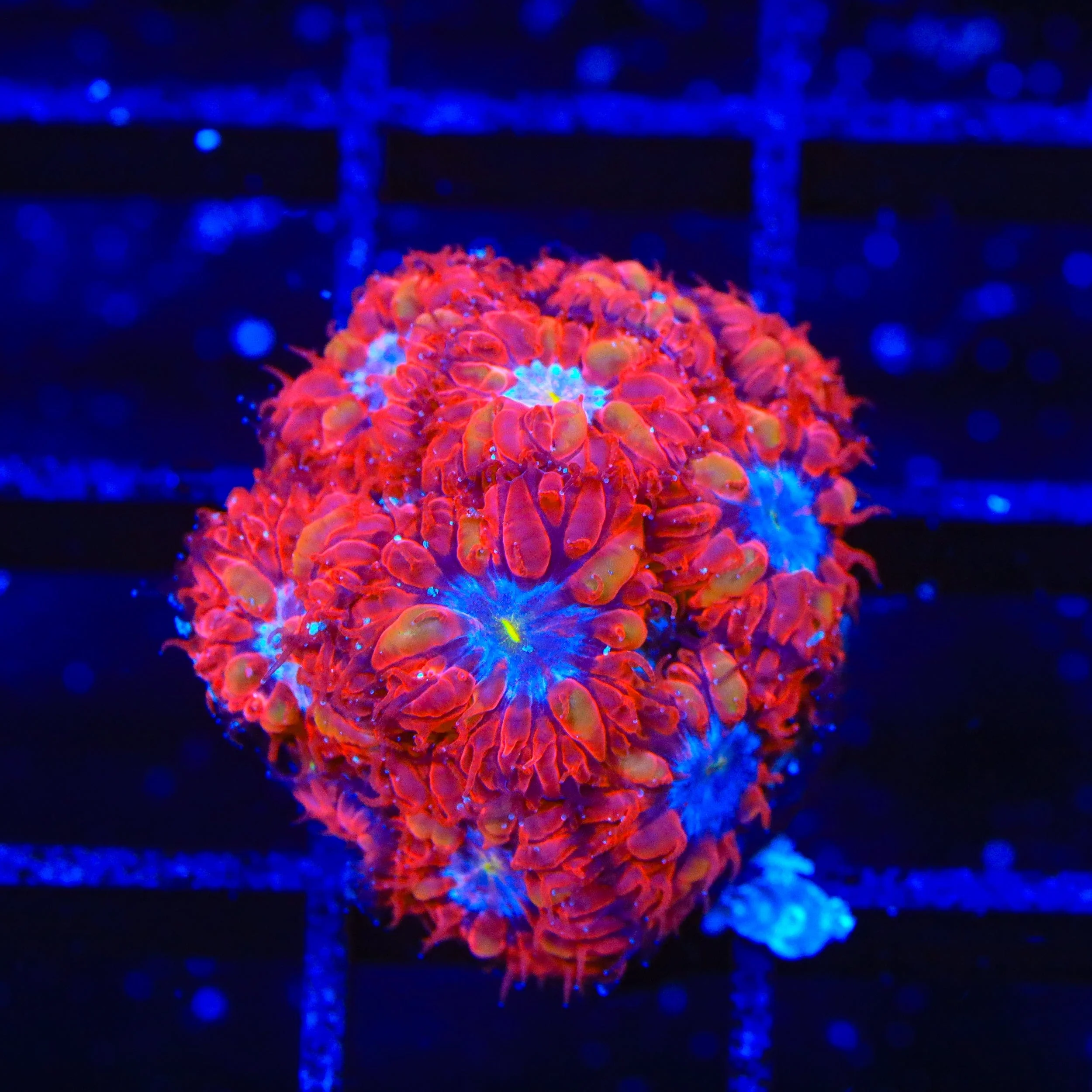 Blue Raven Merletti Blastomussa XL Frag Coral - Image 3