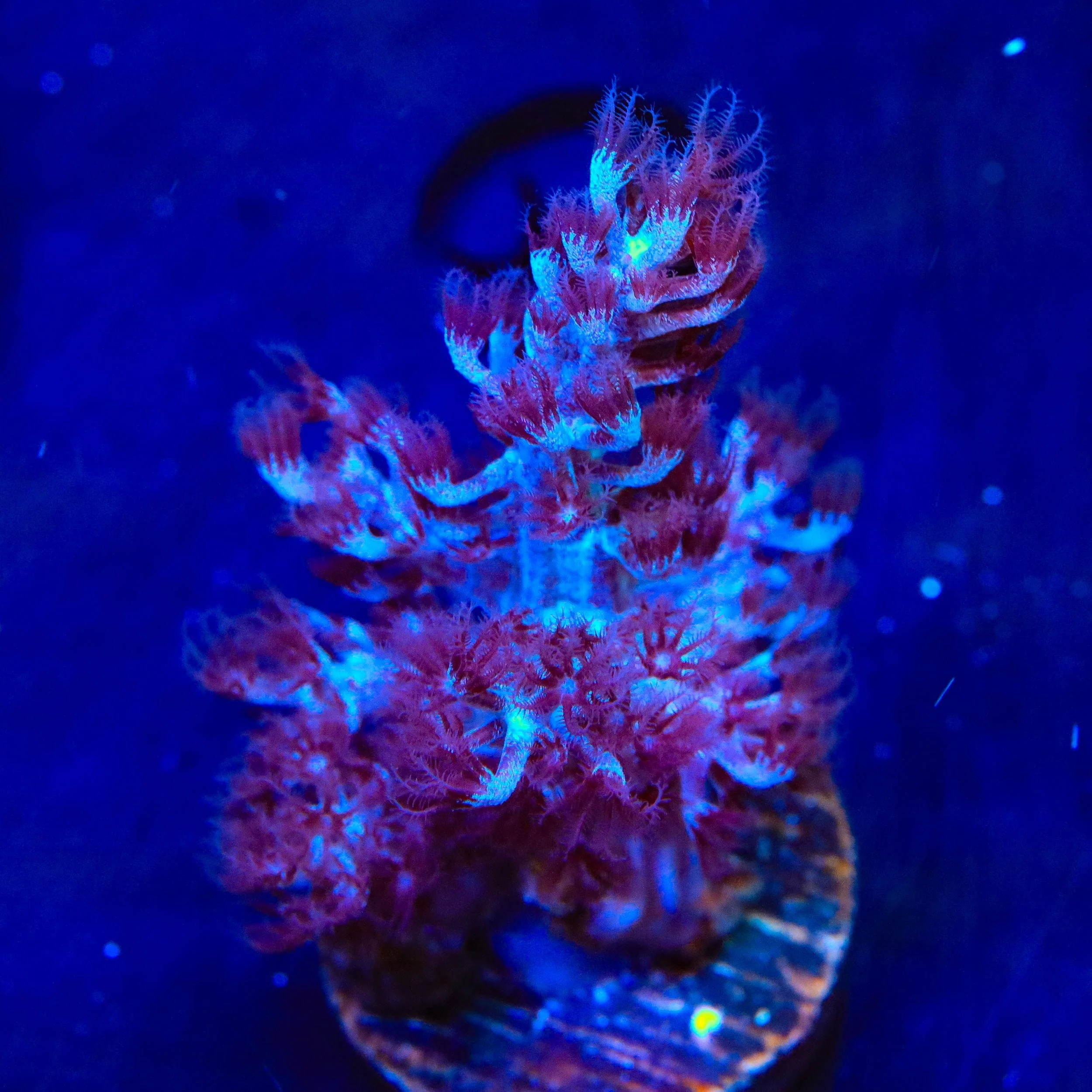 Blueberry Kenya Tree Coral - Image 3