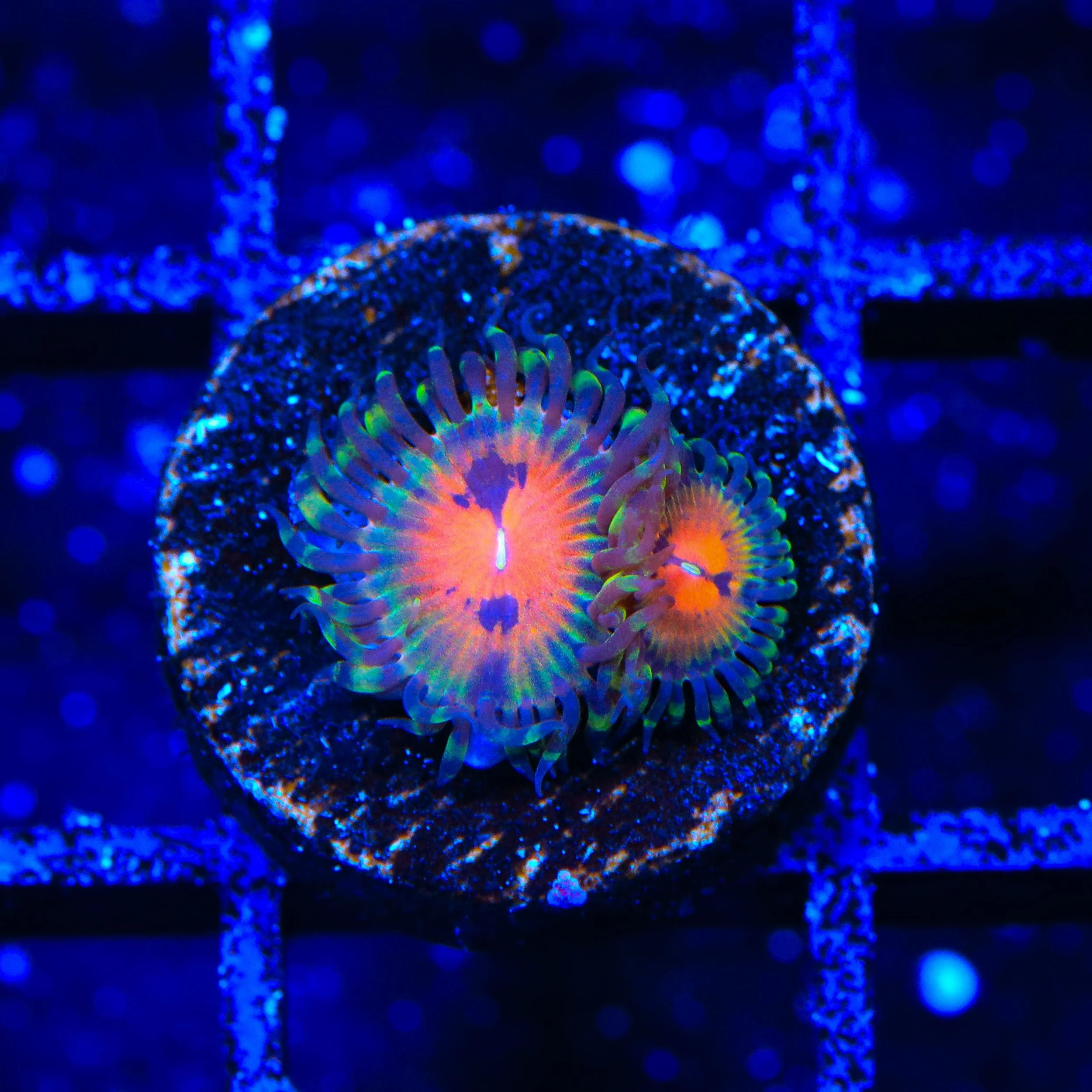 Bow Tie Blaster Zoanthids Coral - Image 3