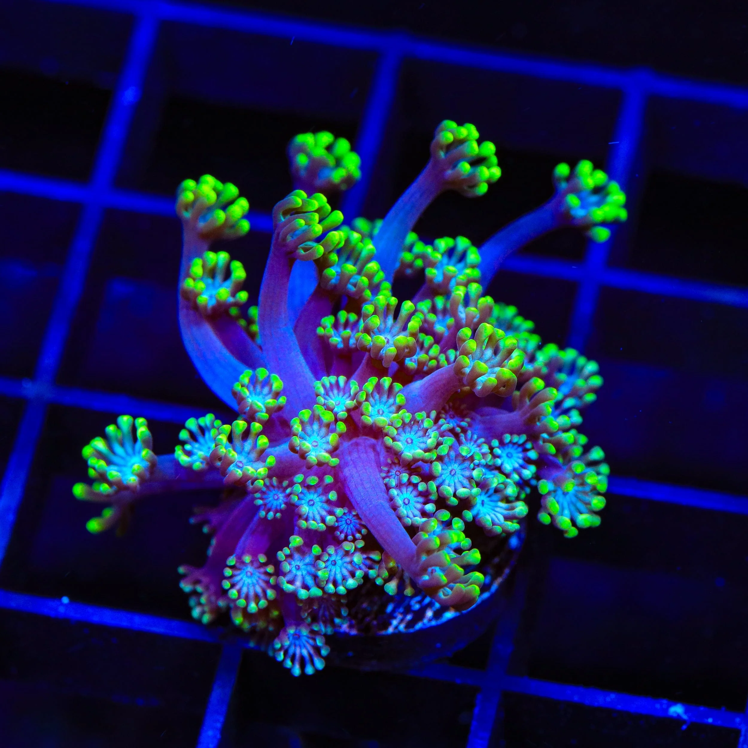 Bright Eye Alveopora Coral - Image 3