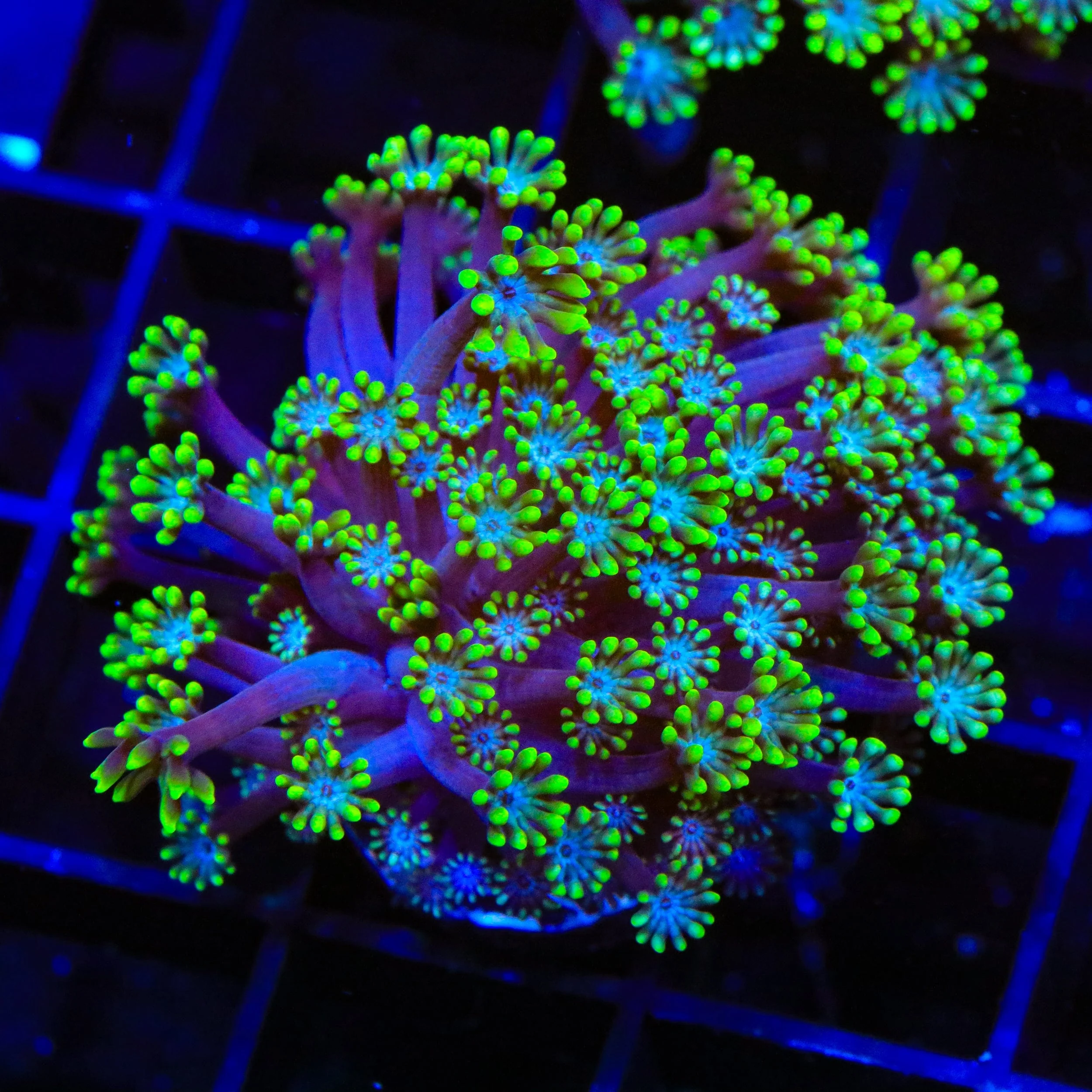 Bright Eye Alveopora Coral - Image 4