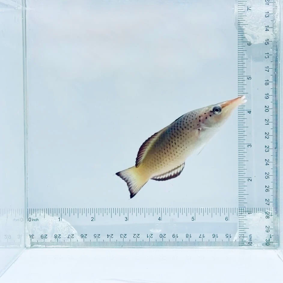Brown Bird Wrasse