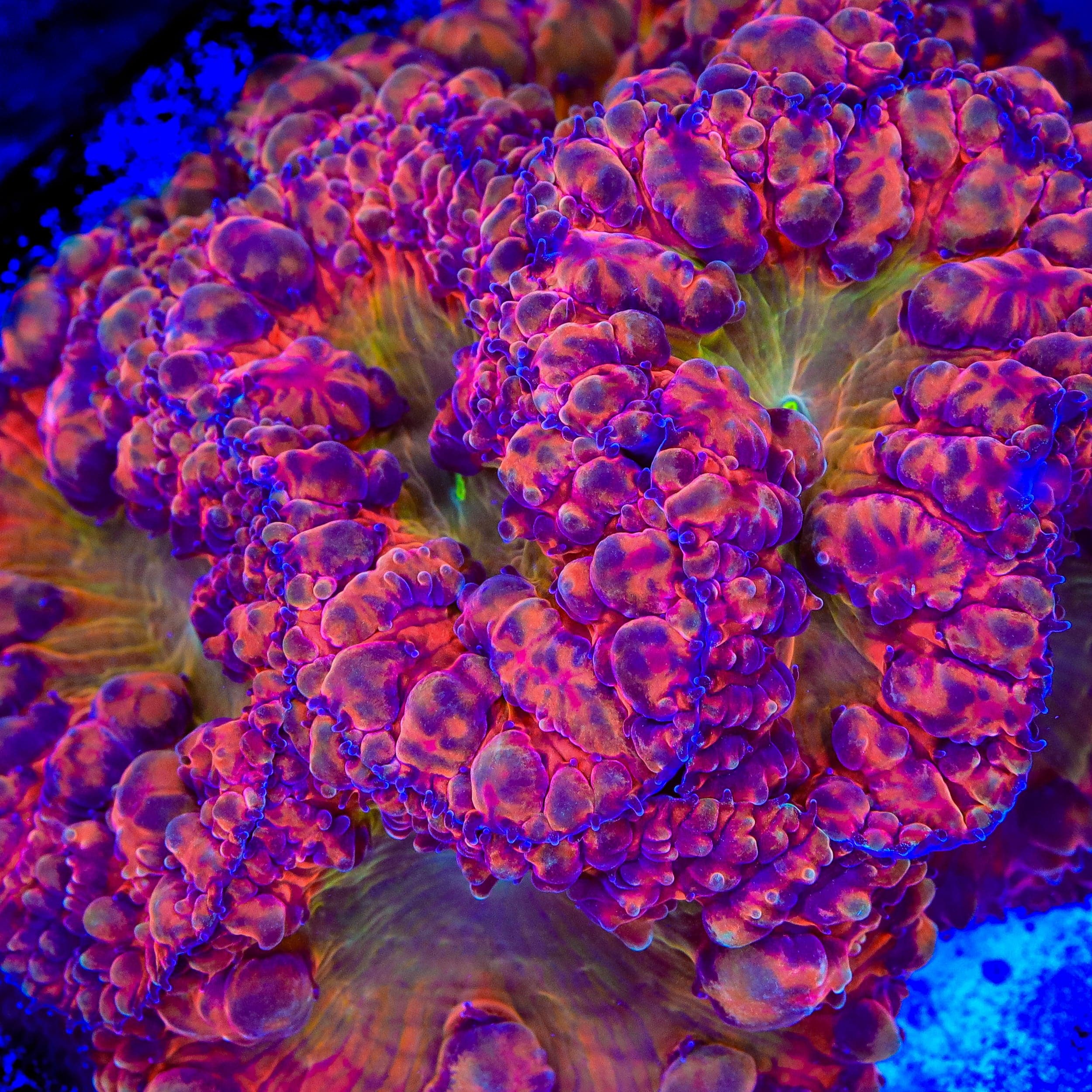 BSA Titty Twister Blastomussa Coral - Image 2