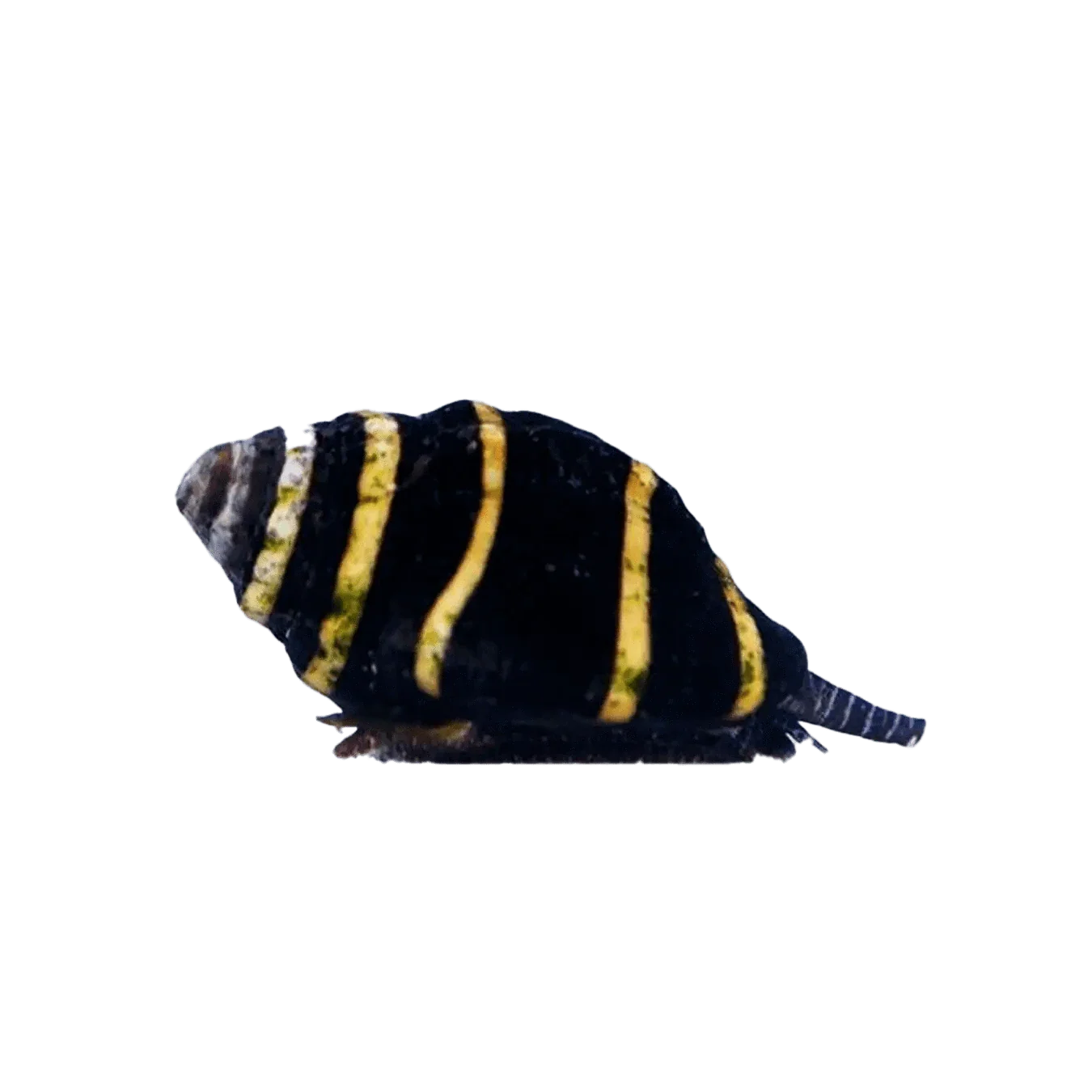 Bumble Bee Snail