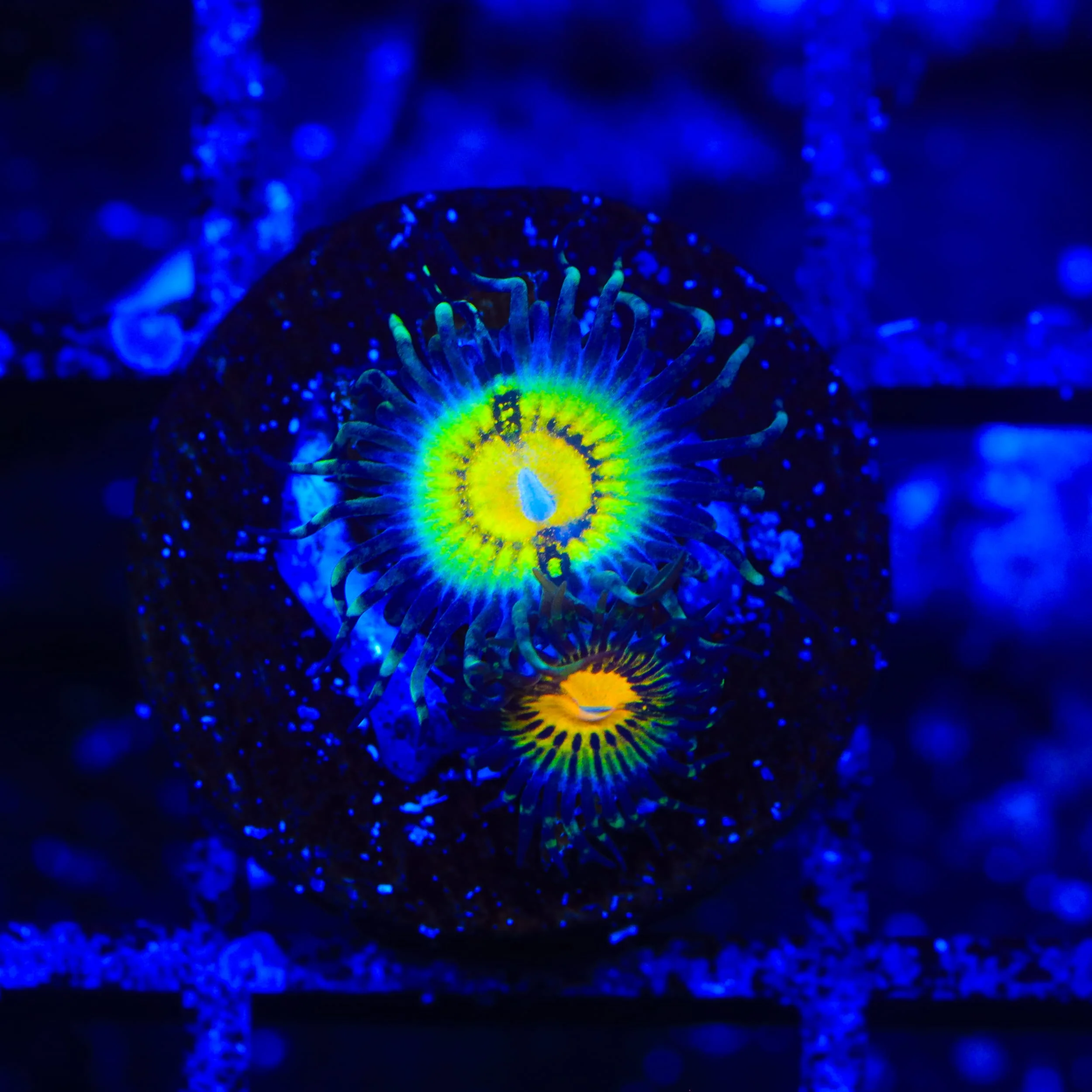 Butt Muncher Zoanthids Coral - Image 2