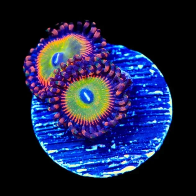 Candy Apple Red Zoanthids Coral - Image 2