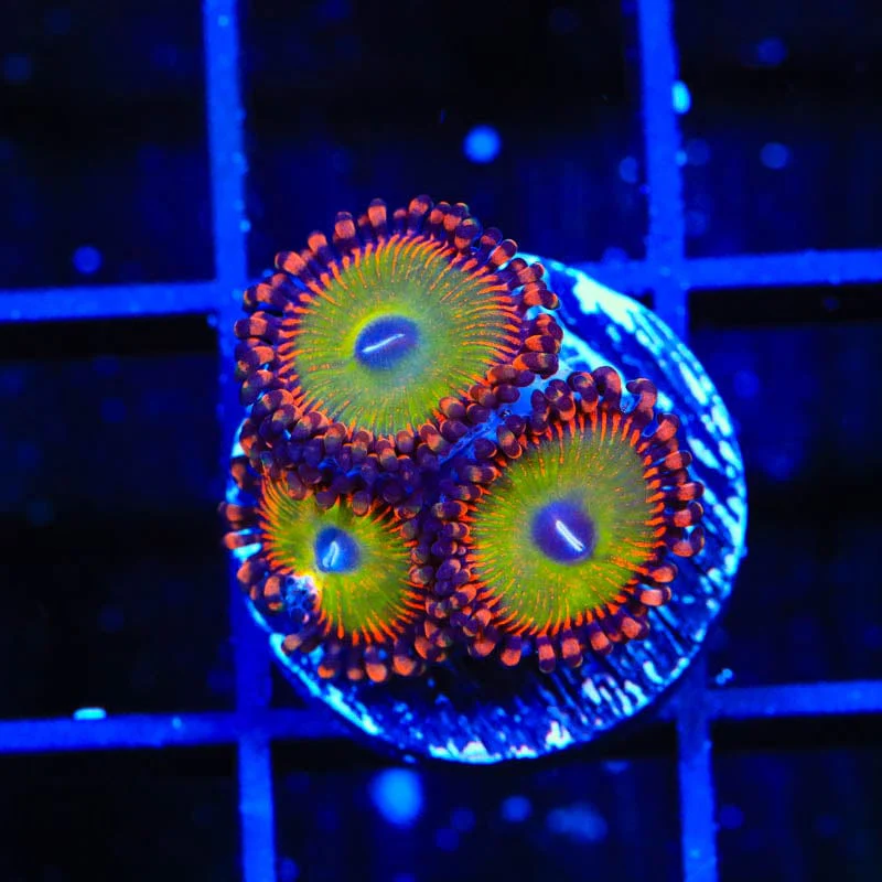 Candy Apple Red Zoanthids Coral - Image 3