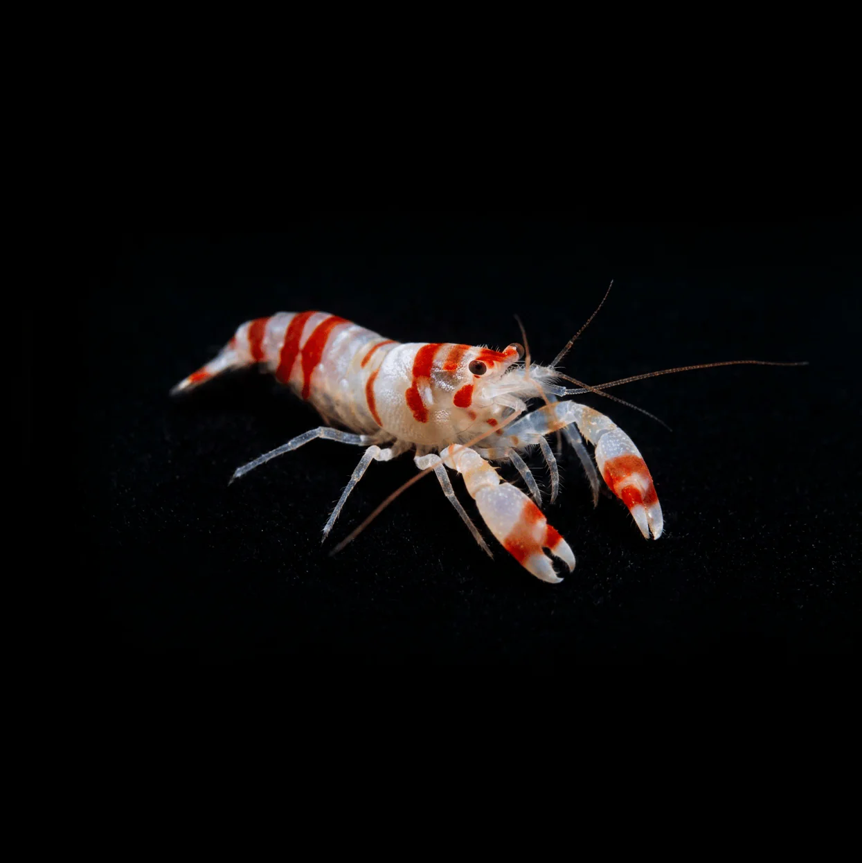 Candy Cane Pistol Shrimp