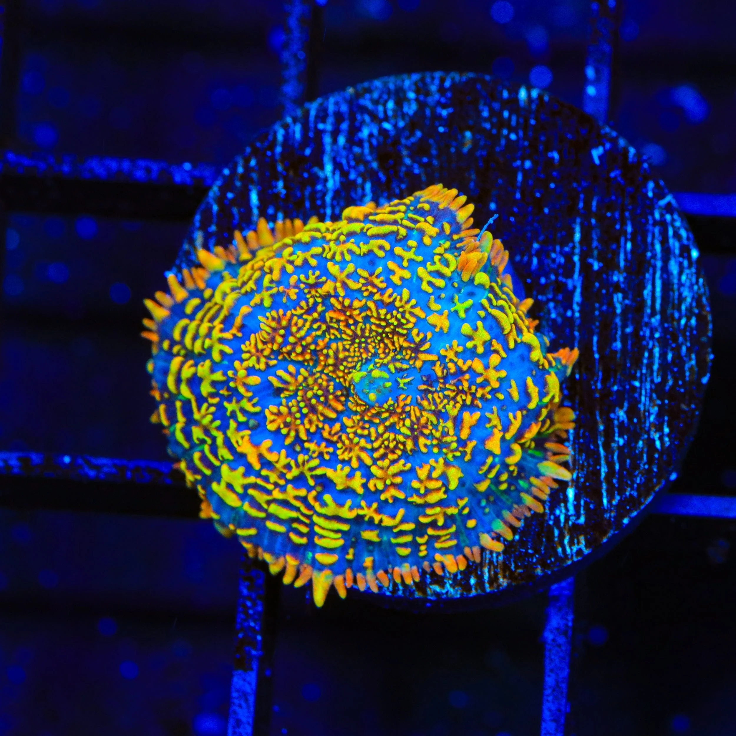 Captain Jack Mushroom Coral - Image 2