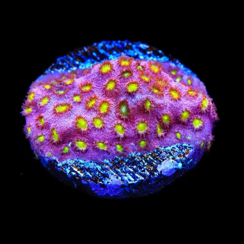 CB Bling Bling Cyphastrea Coral - Image 2