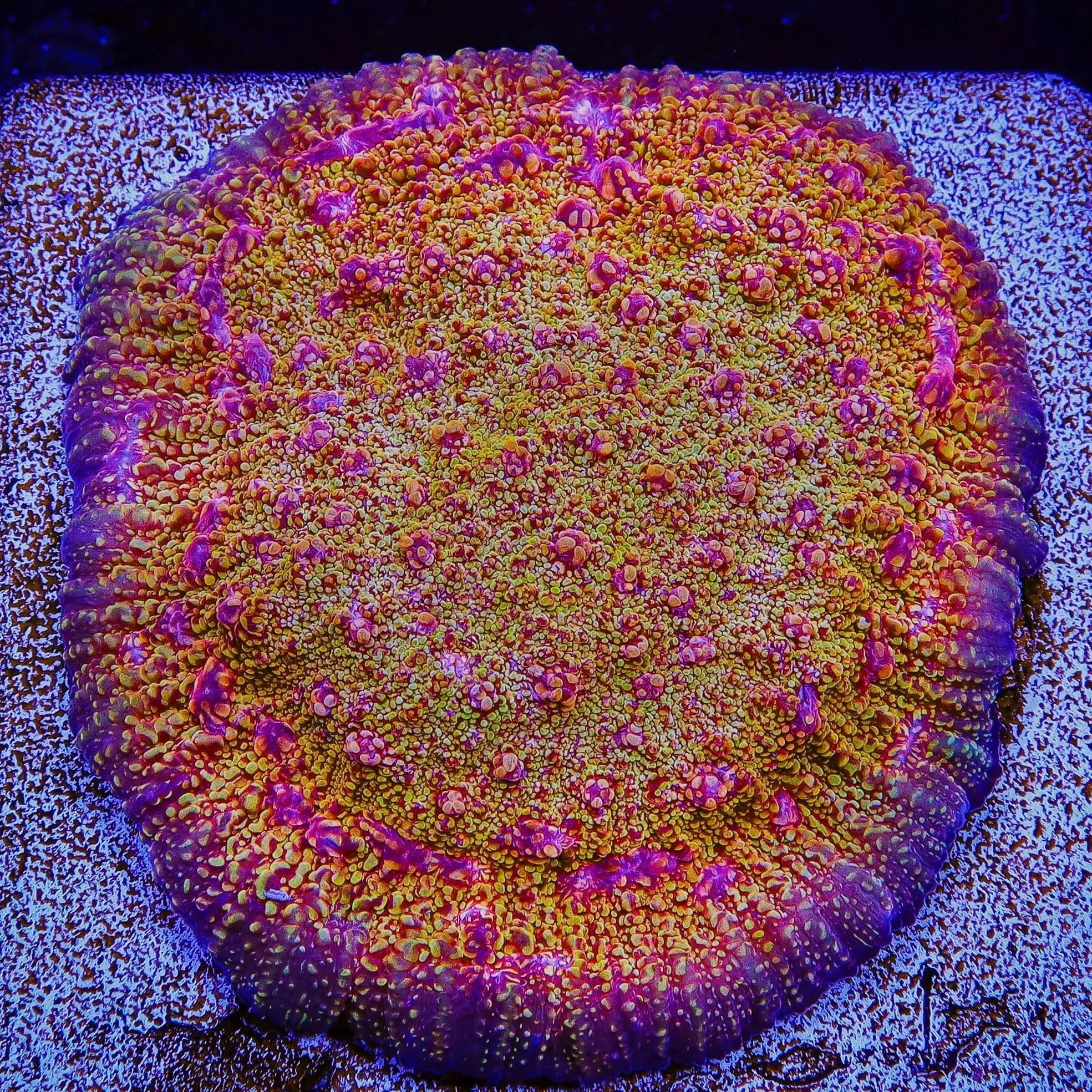 CB El Diablo Chalice Coral - Image 3