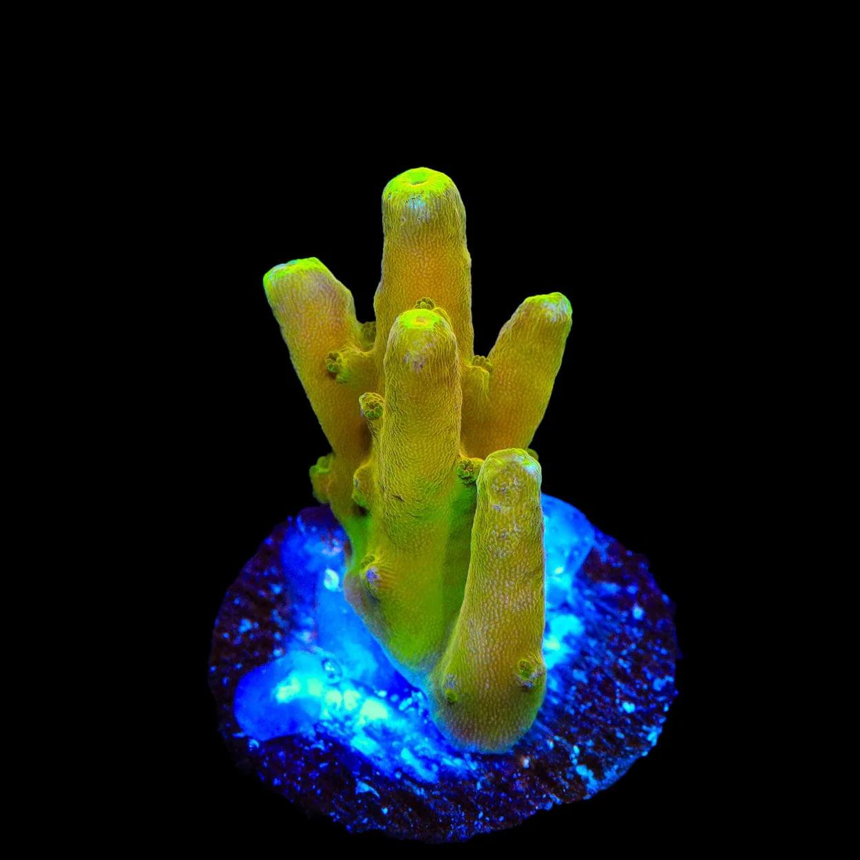 CB Golden Jawdropper Acropora Coral - Image 2