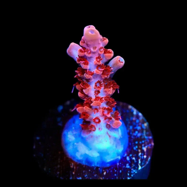 CB Maleficent Acropora Coral - Image 2