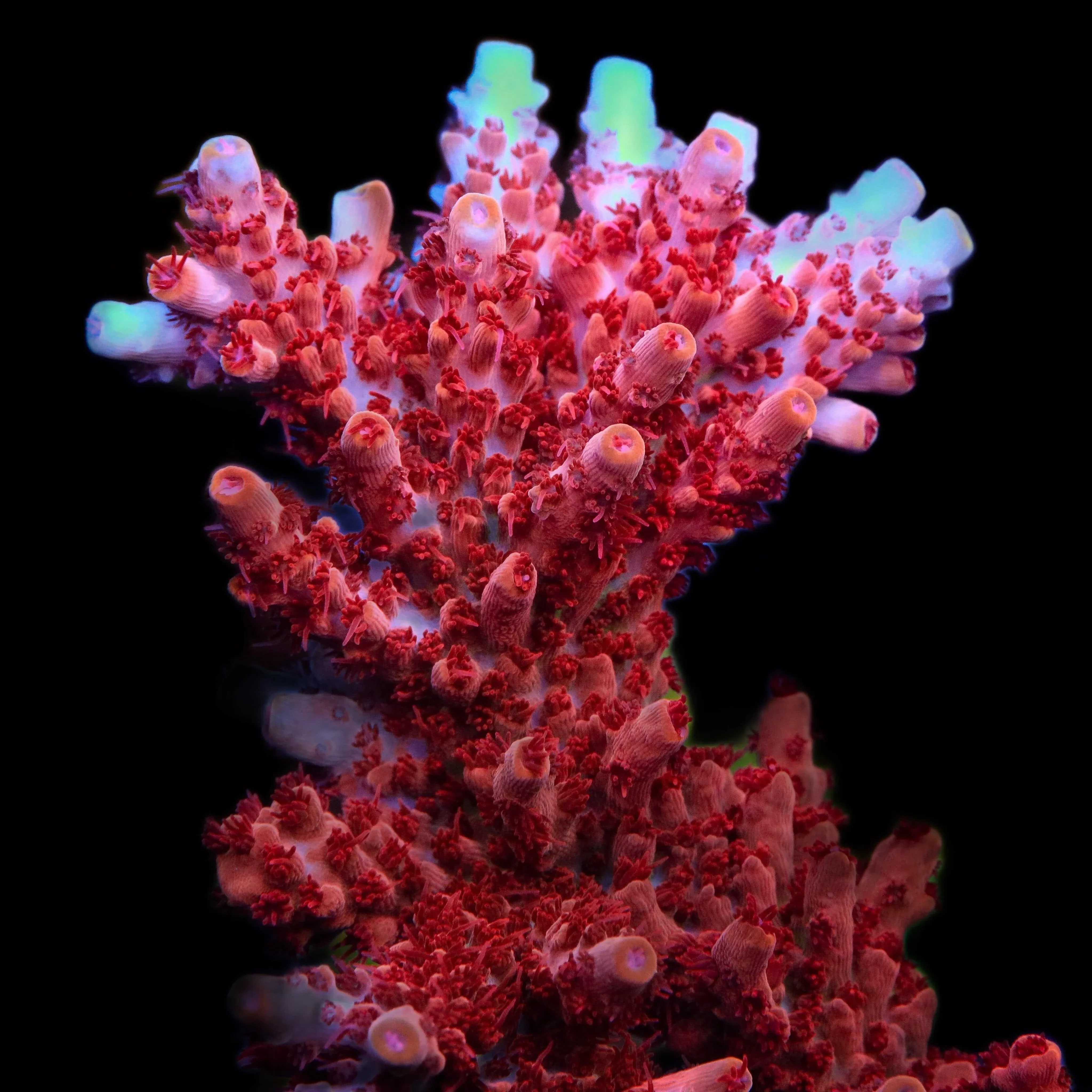CB Maleficent Acropora Coral - Image 3