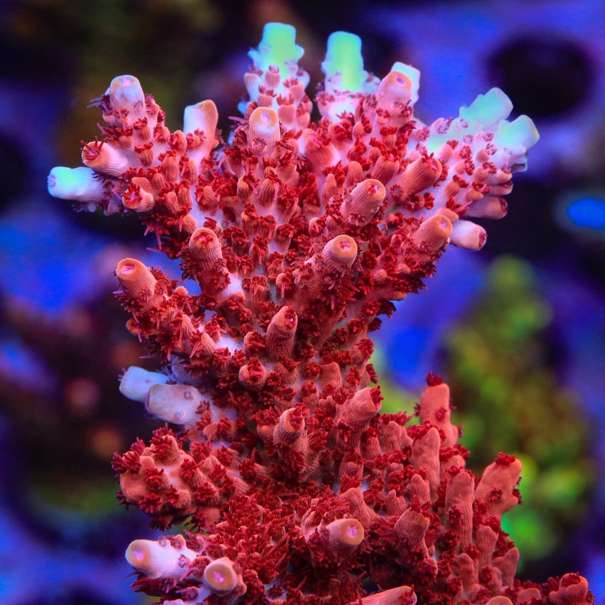 CB Maleficent Acropora XL Frag Coral - Image 2