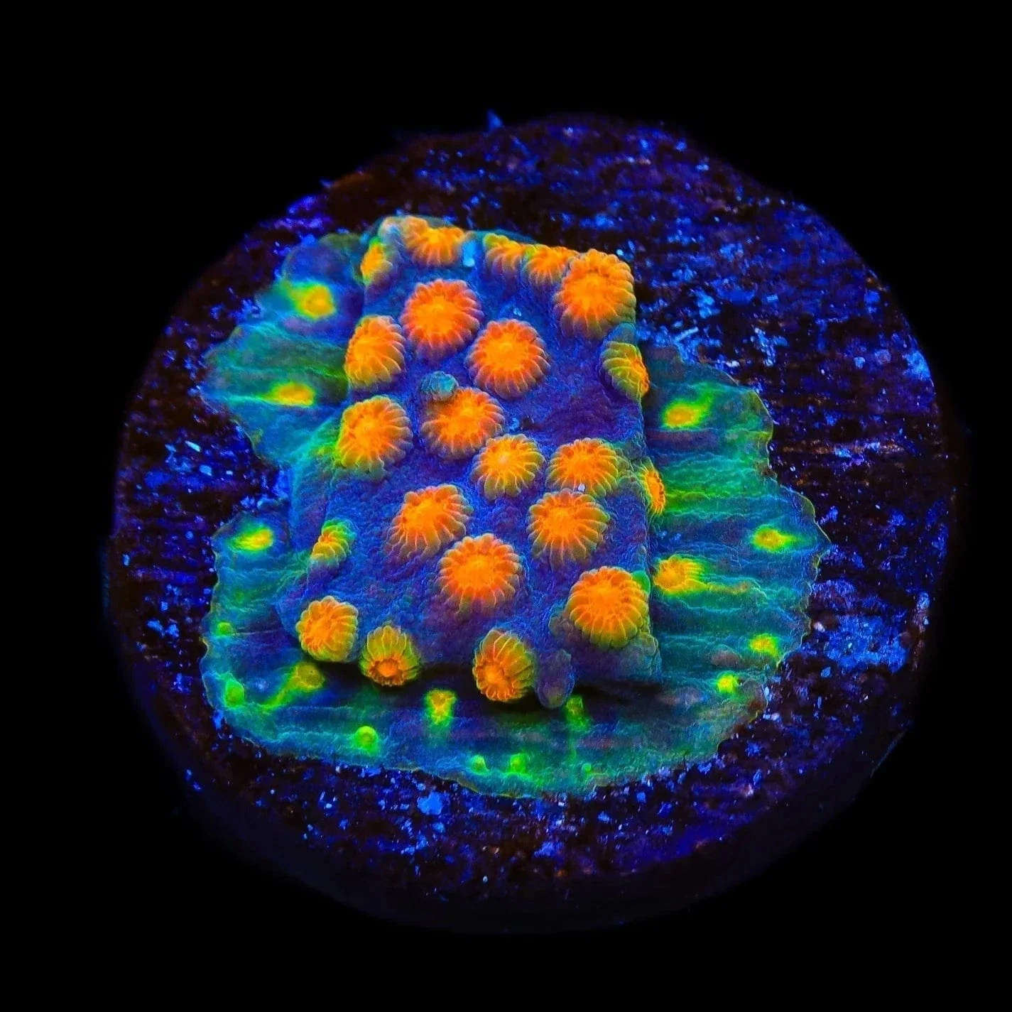 CB Monet Madness Cyphastrea Coral - Image 2