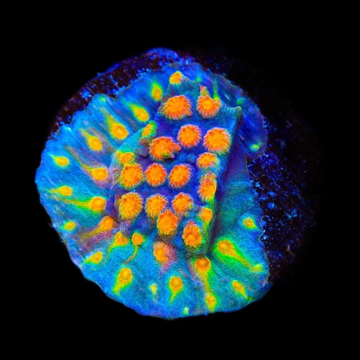 CB Monet Madness Cyphastrea Coral - Image 3